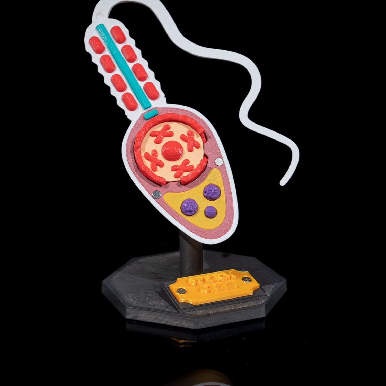 Sperm Cell