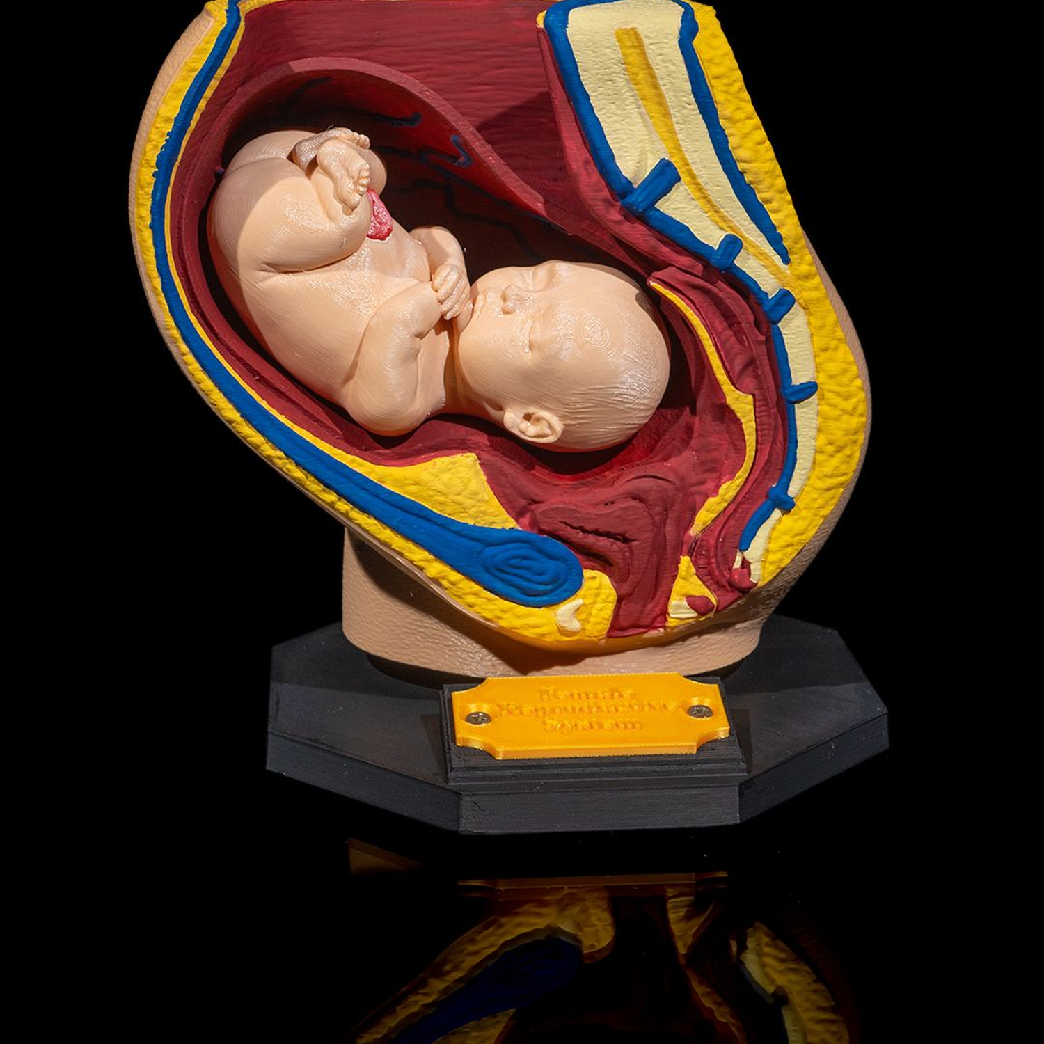 Female Reproductive System