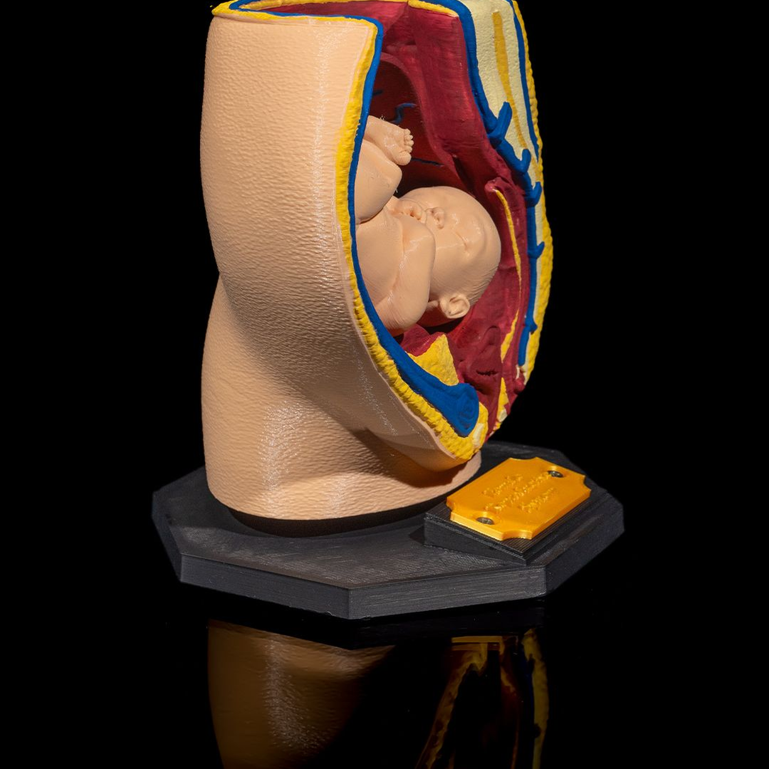 Female Reproductive System
