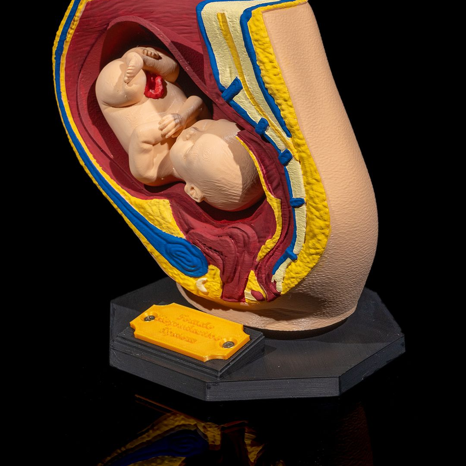 Female Reproductive System