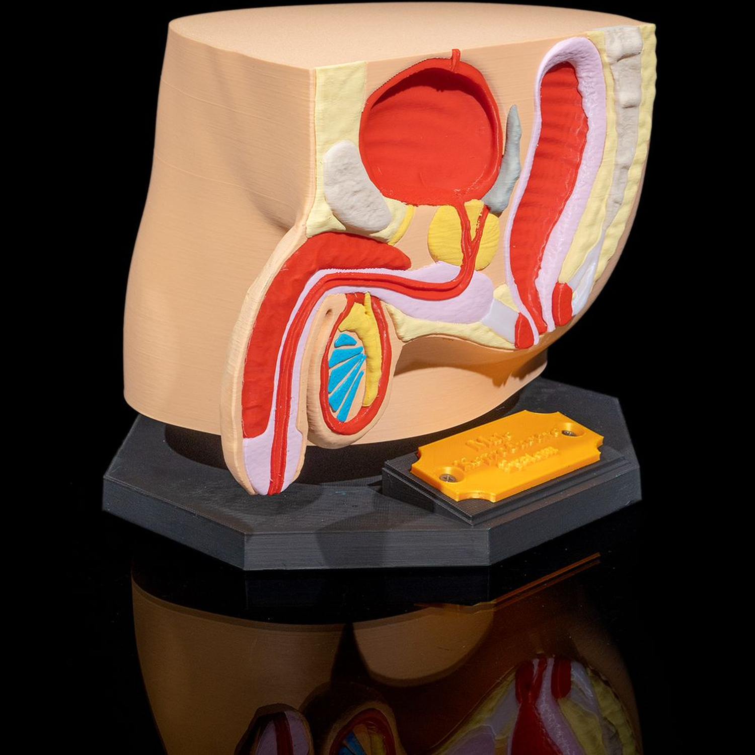 Male Reproductive System