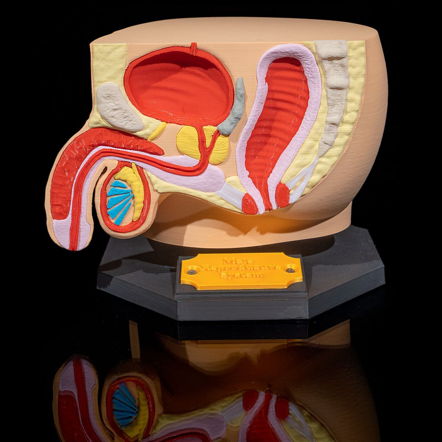 Male Reproductive System