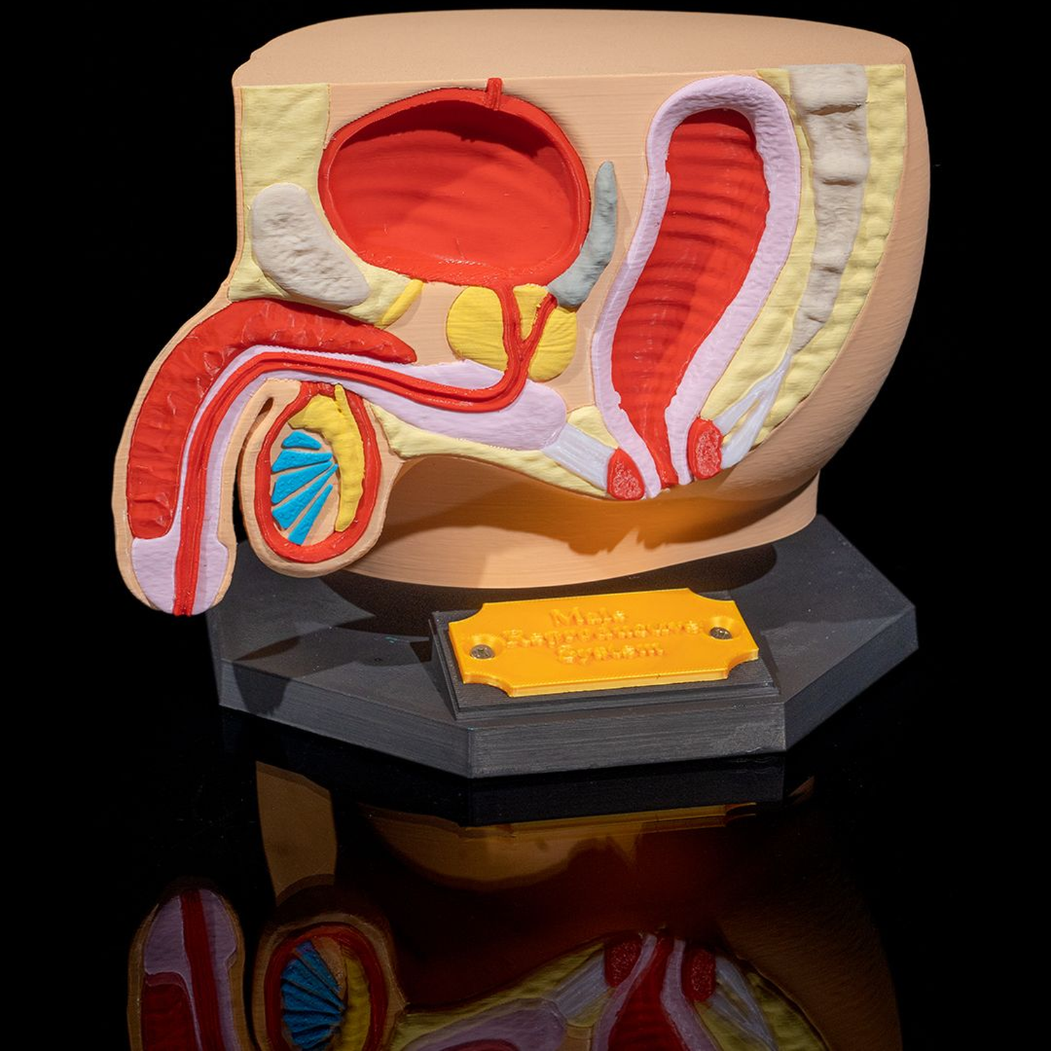 Male Reproductive System