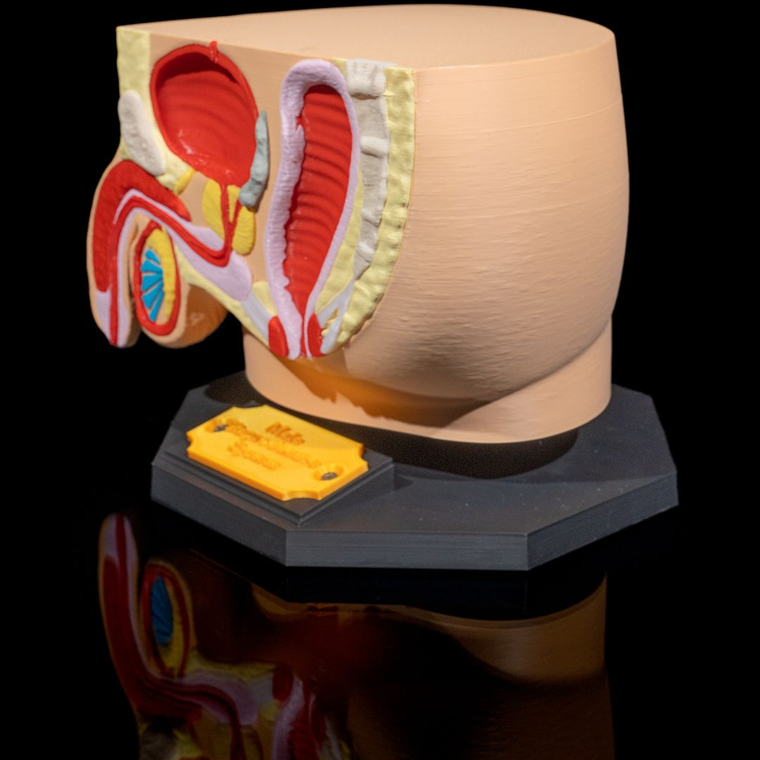 Male Reproductive System