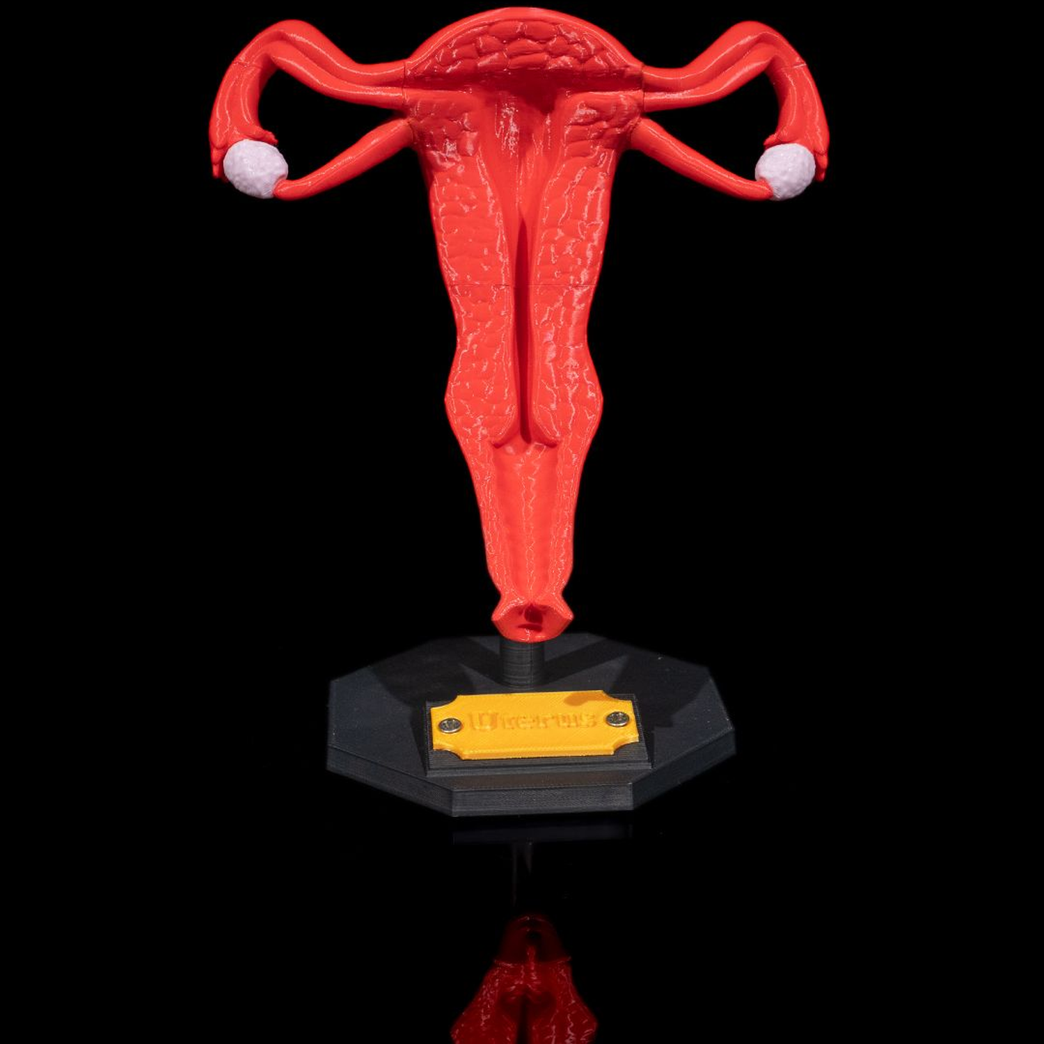 Uterus