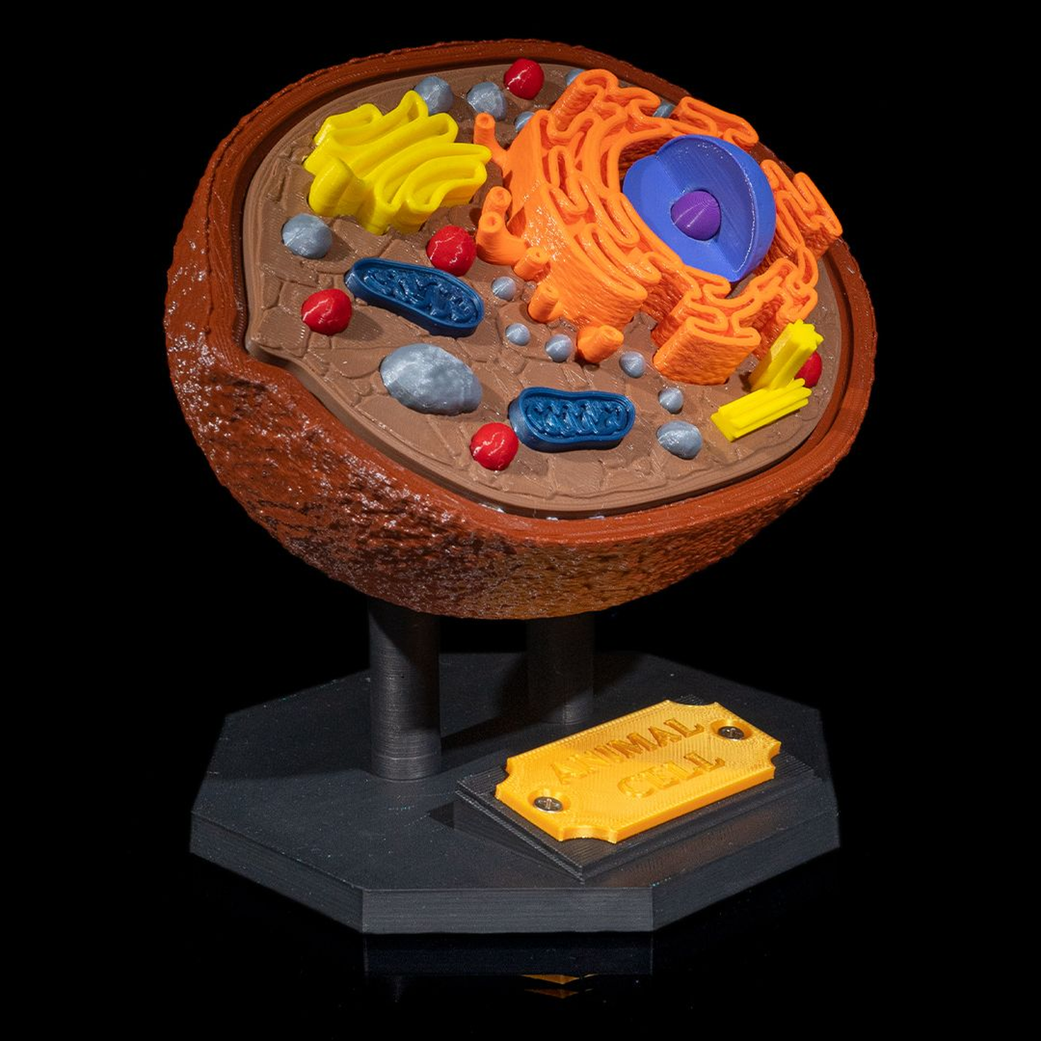 Animal Cell