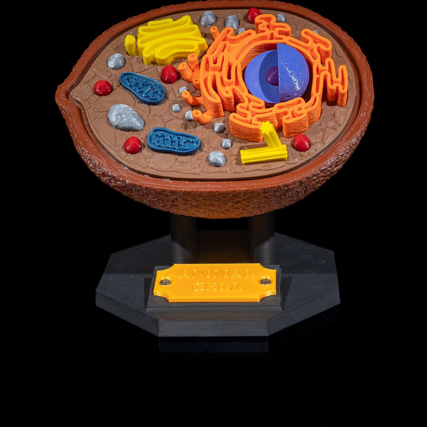 Animal Cell