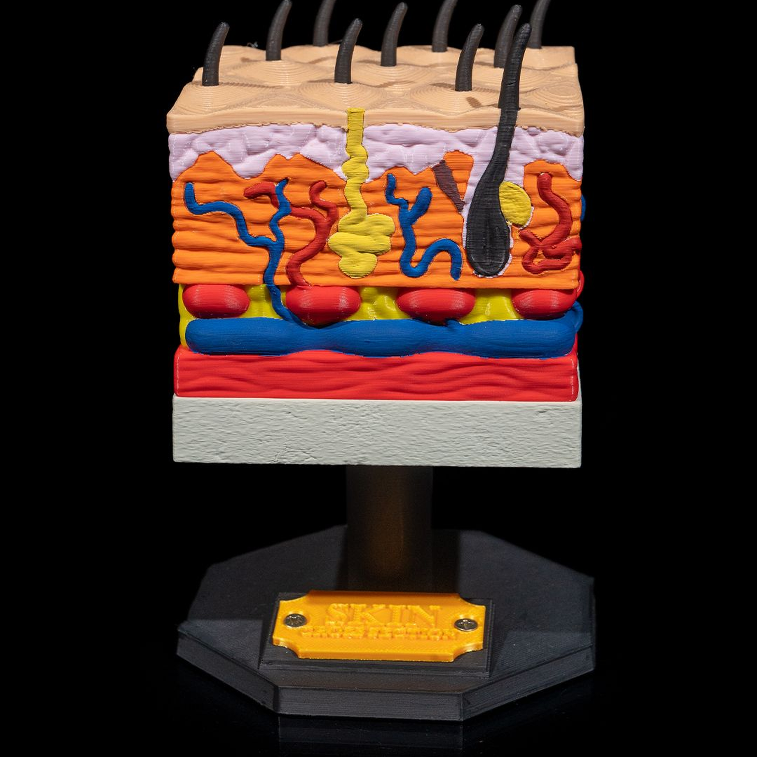 Skin Cross Section