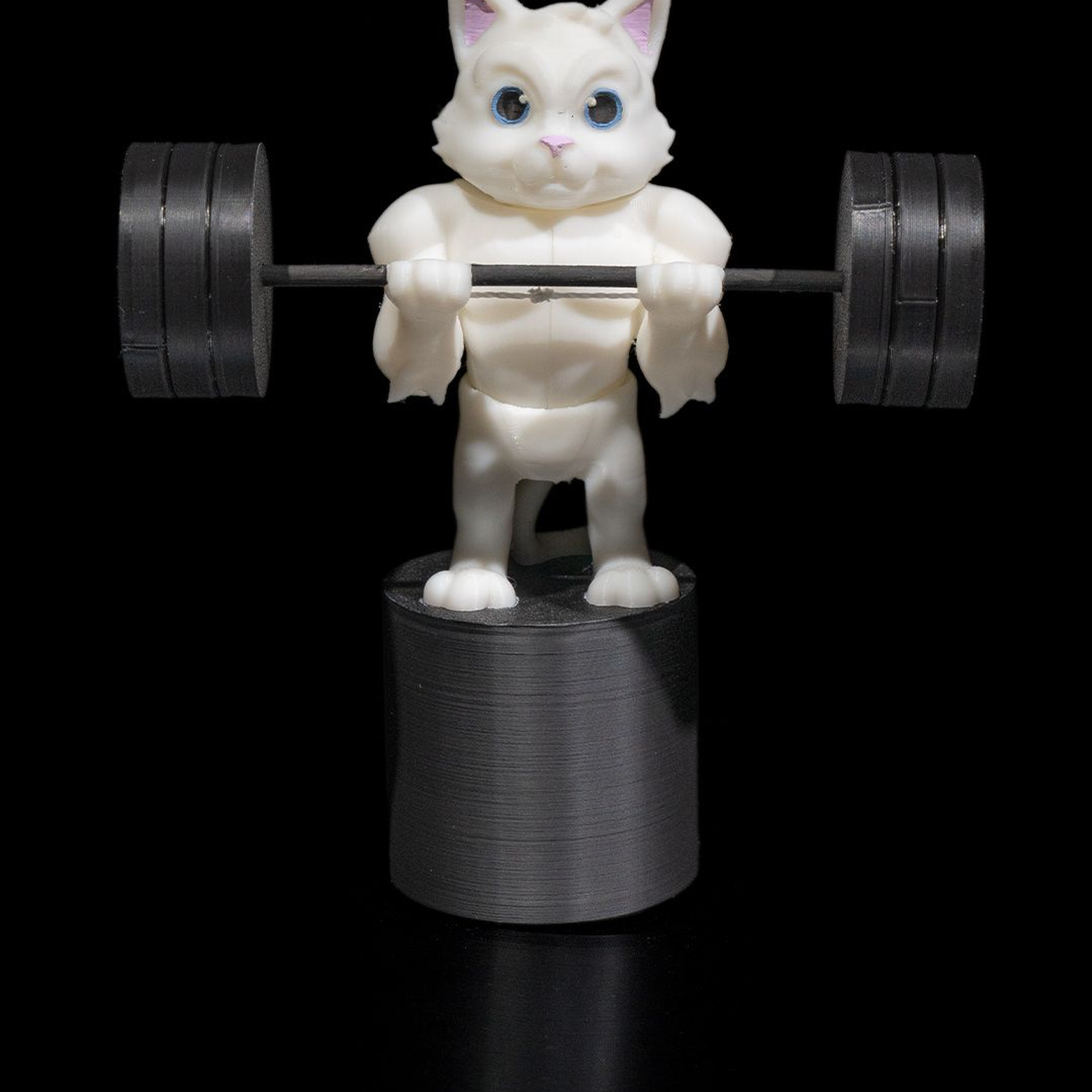Gym Cat