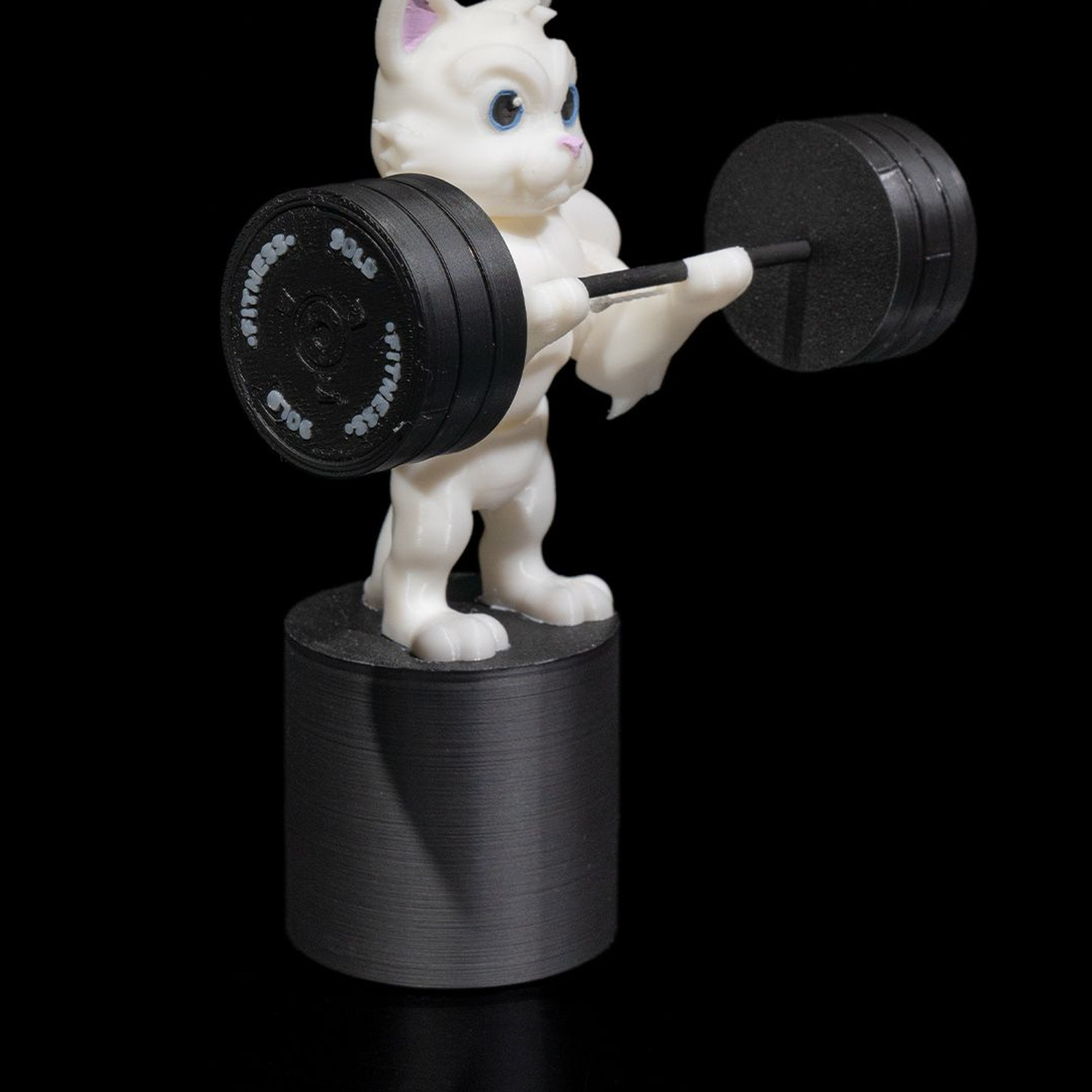 Gym Cat