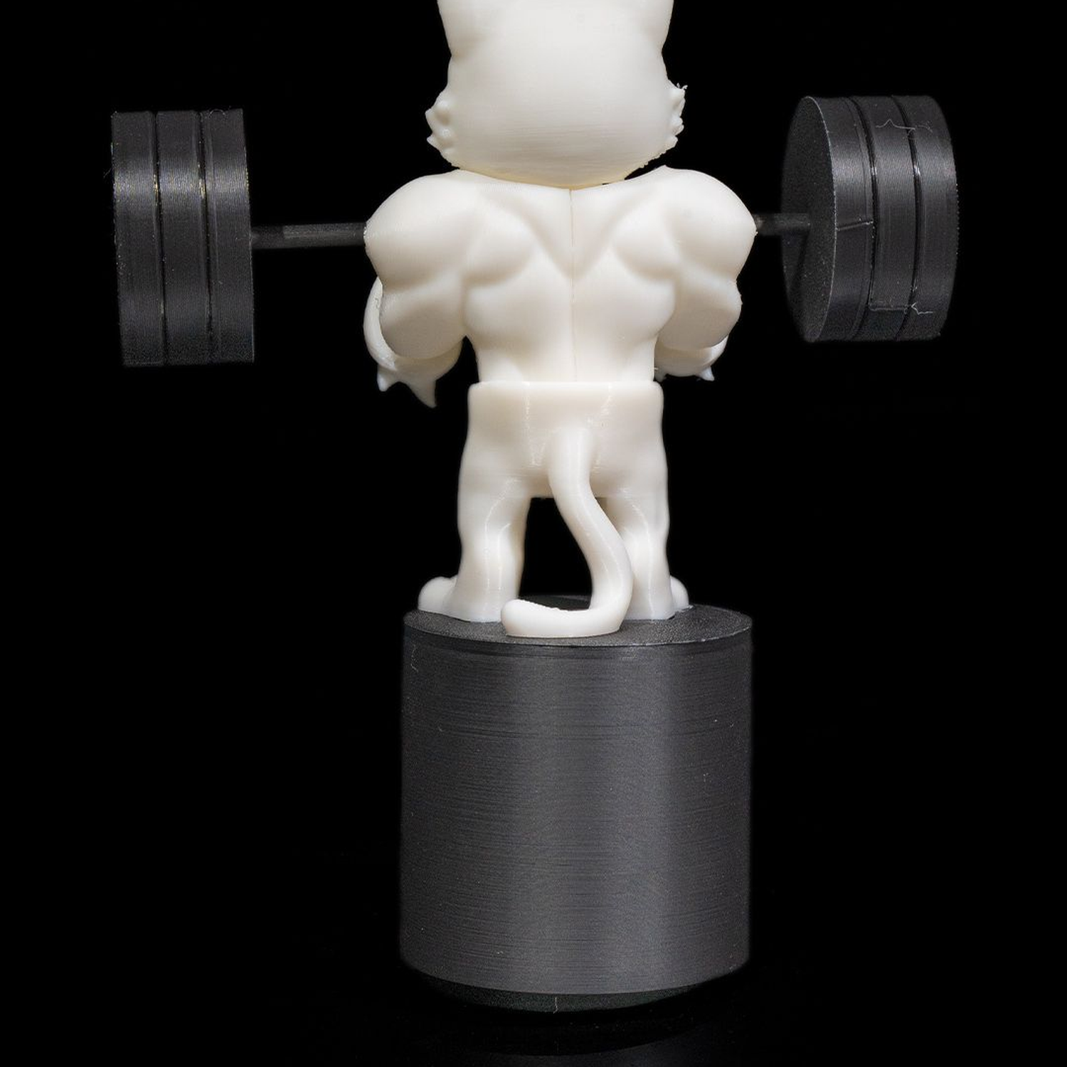 Gym Cat