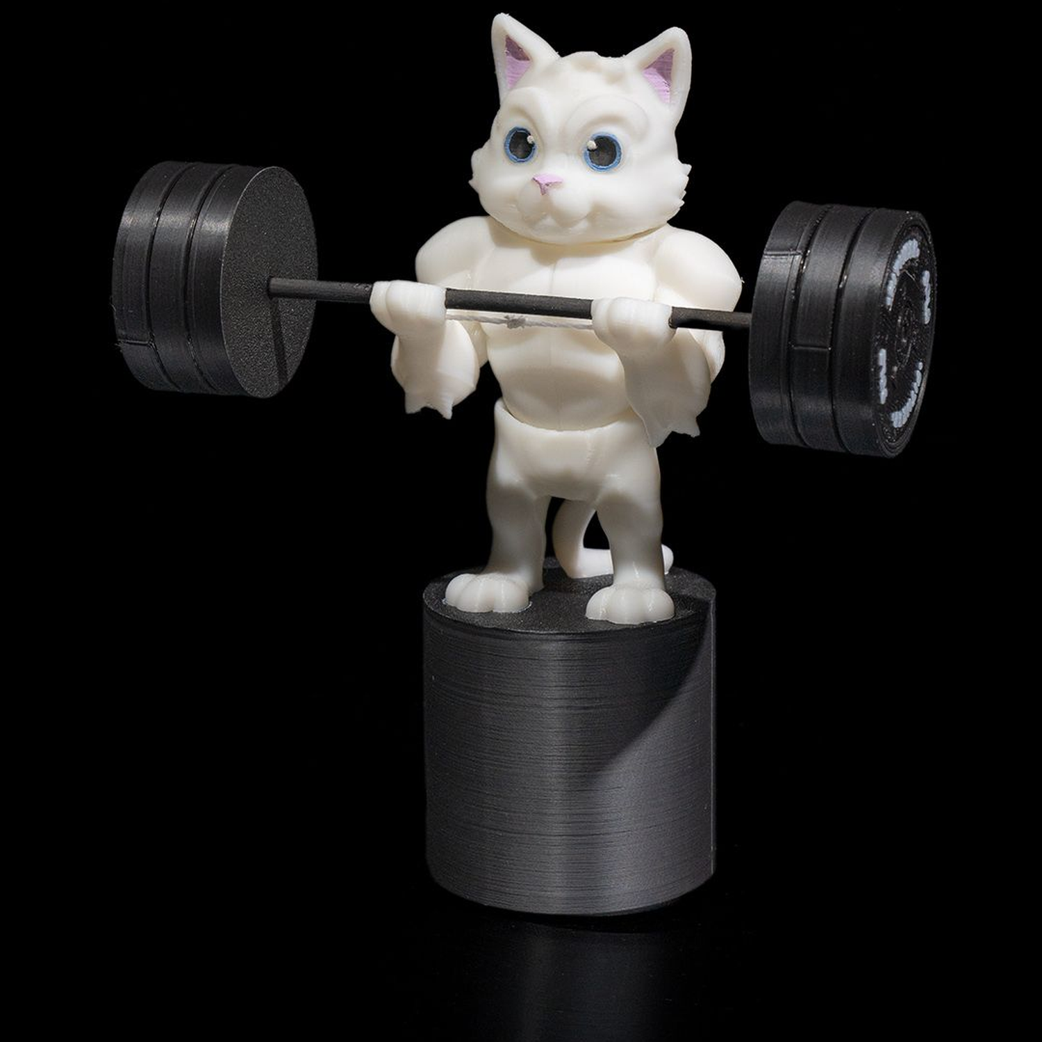 Gym Cat