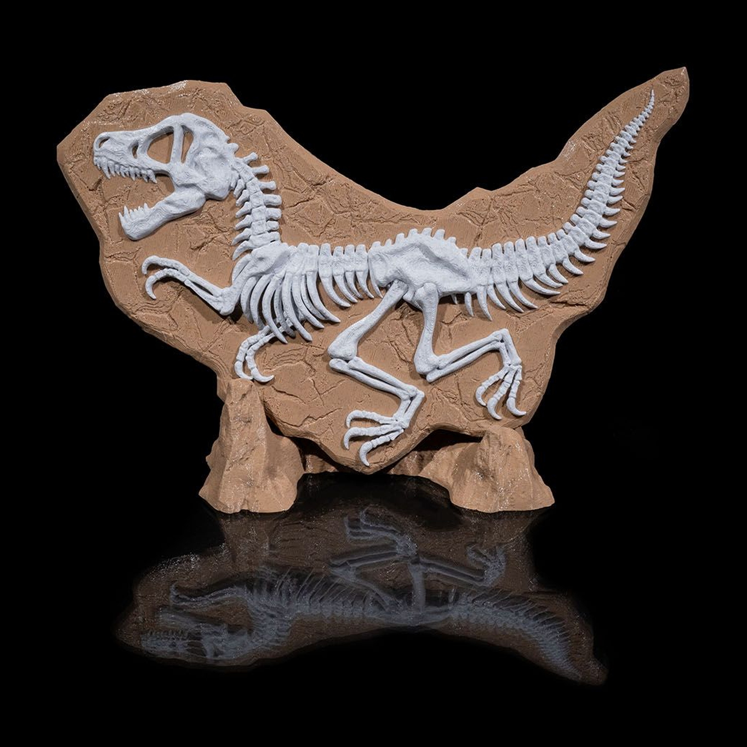 Dino Evidence