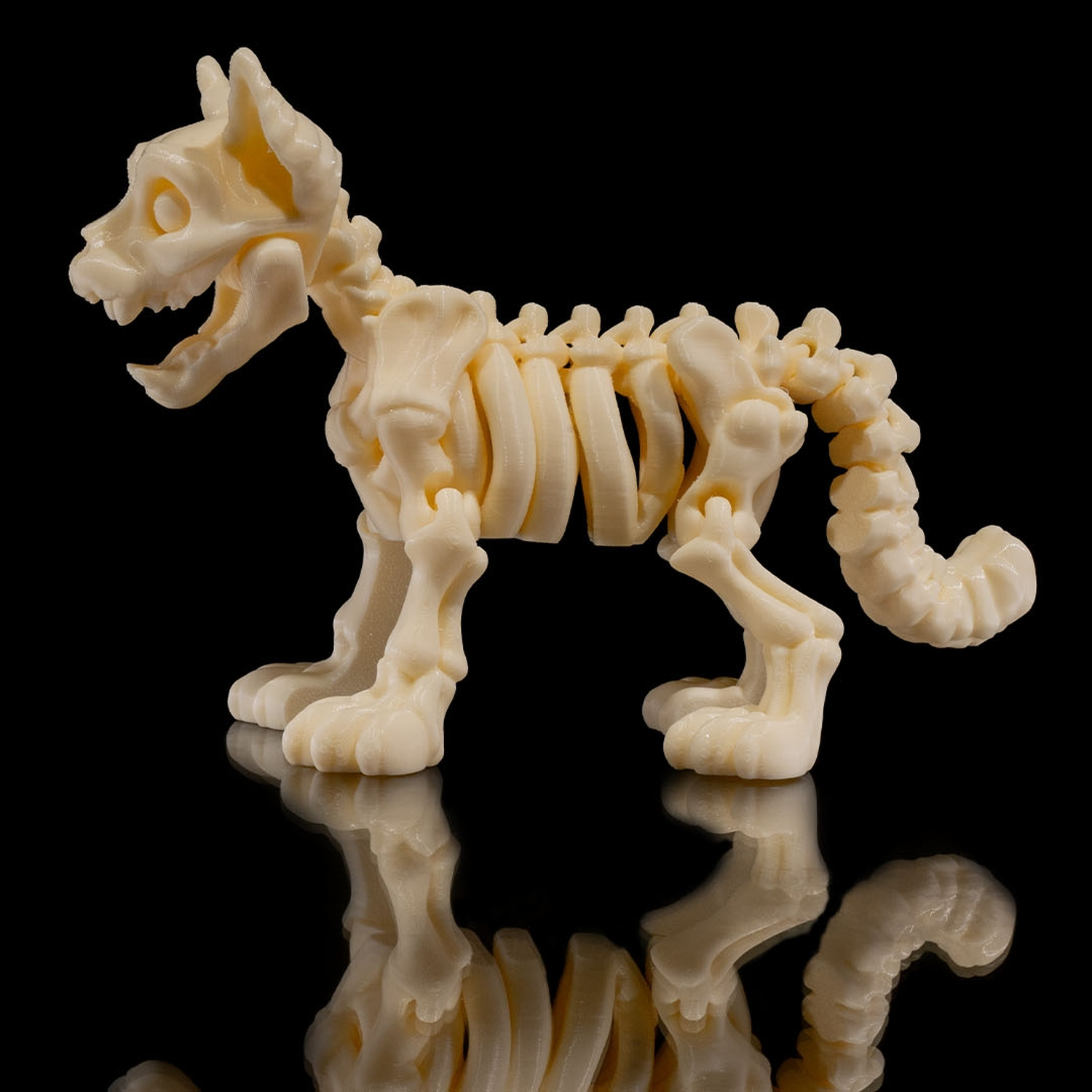 Skeleton Cat