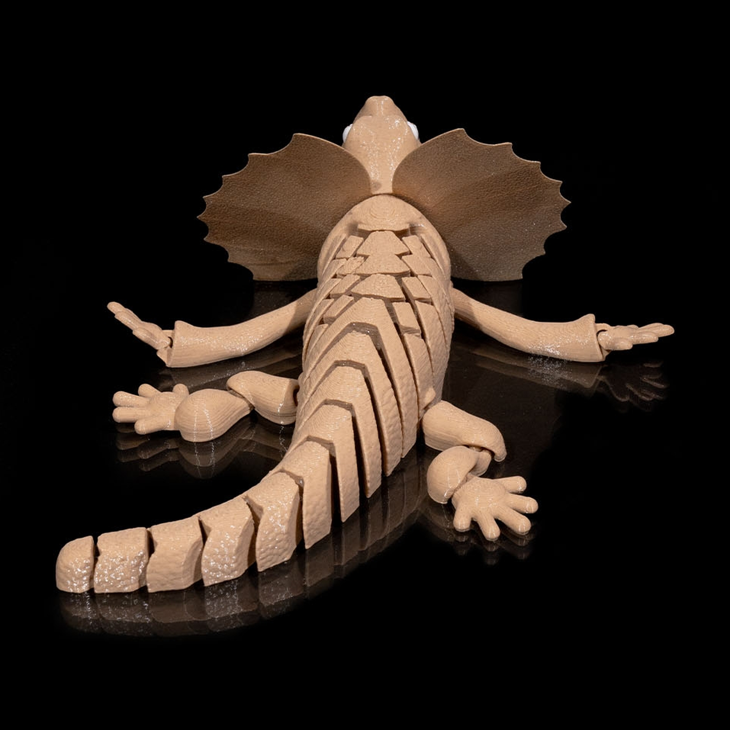 Frilled Neck Lizard