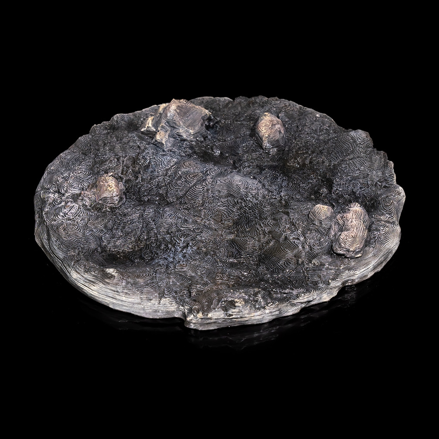 Abronia