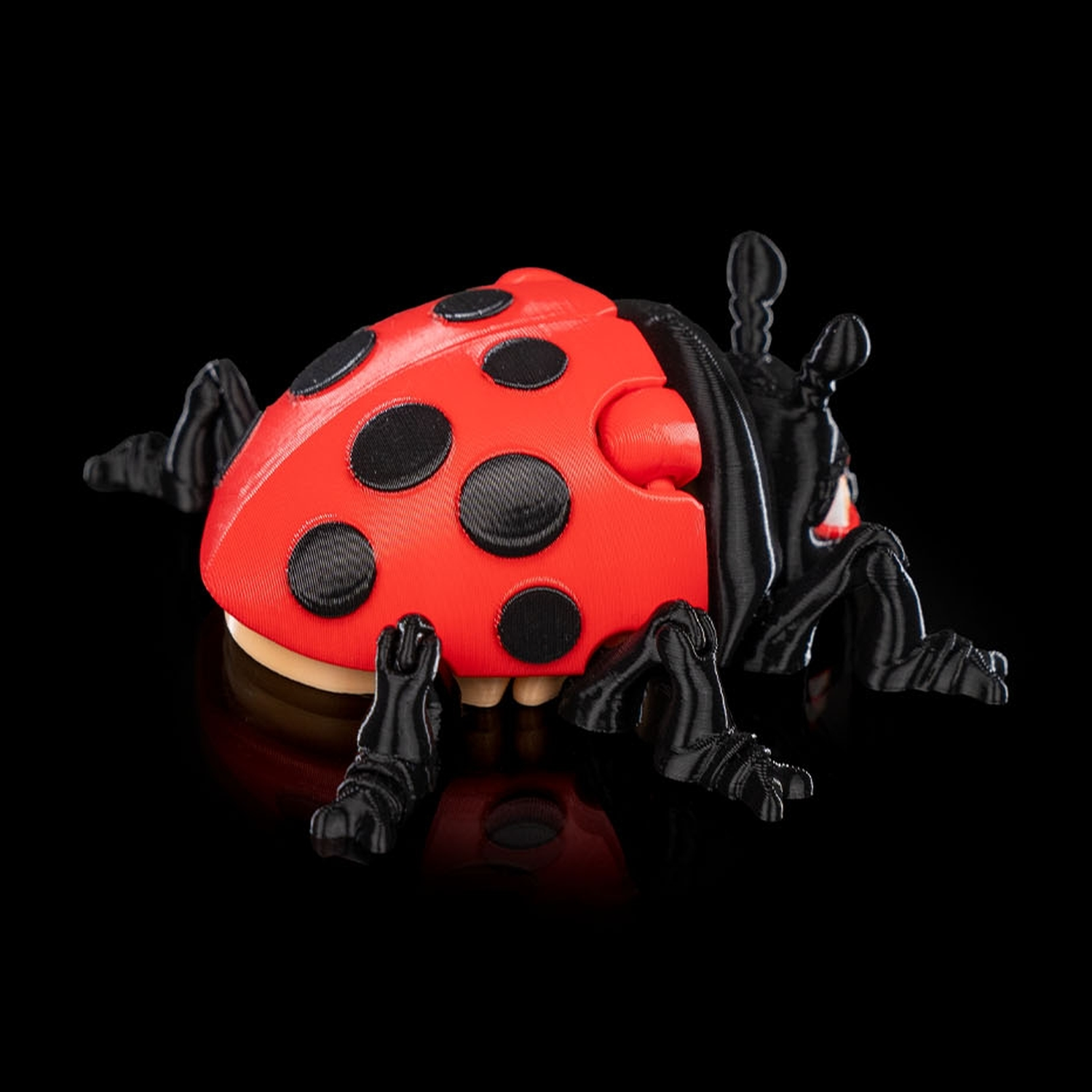 Lilly Ladybug