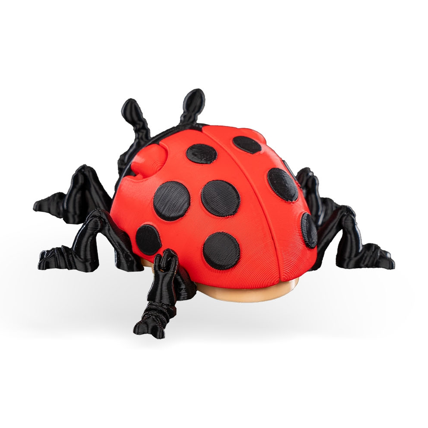Lilly Ladybug