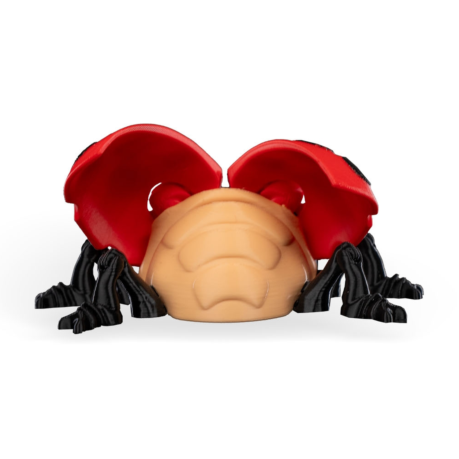 Lilly Ladybug