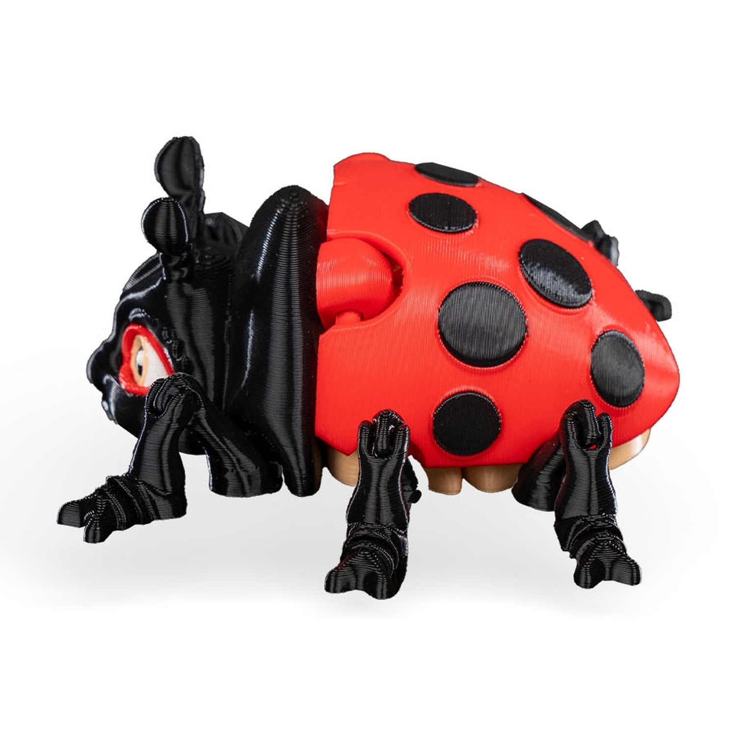 Lilly Ladybug