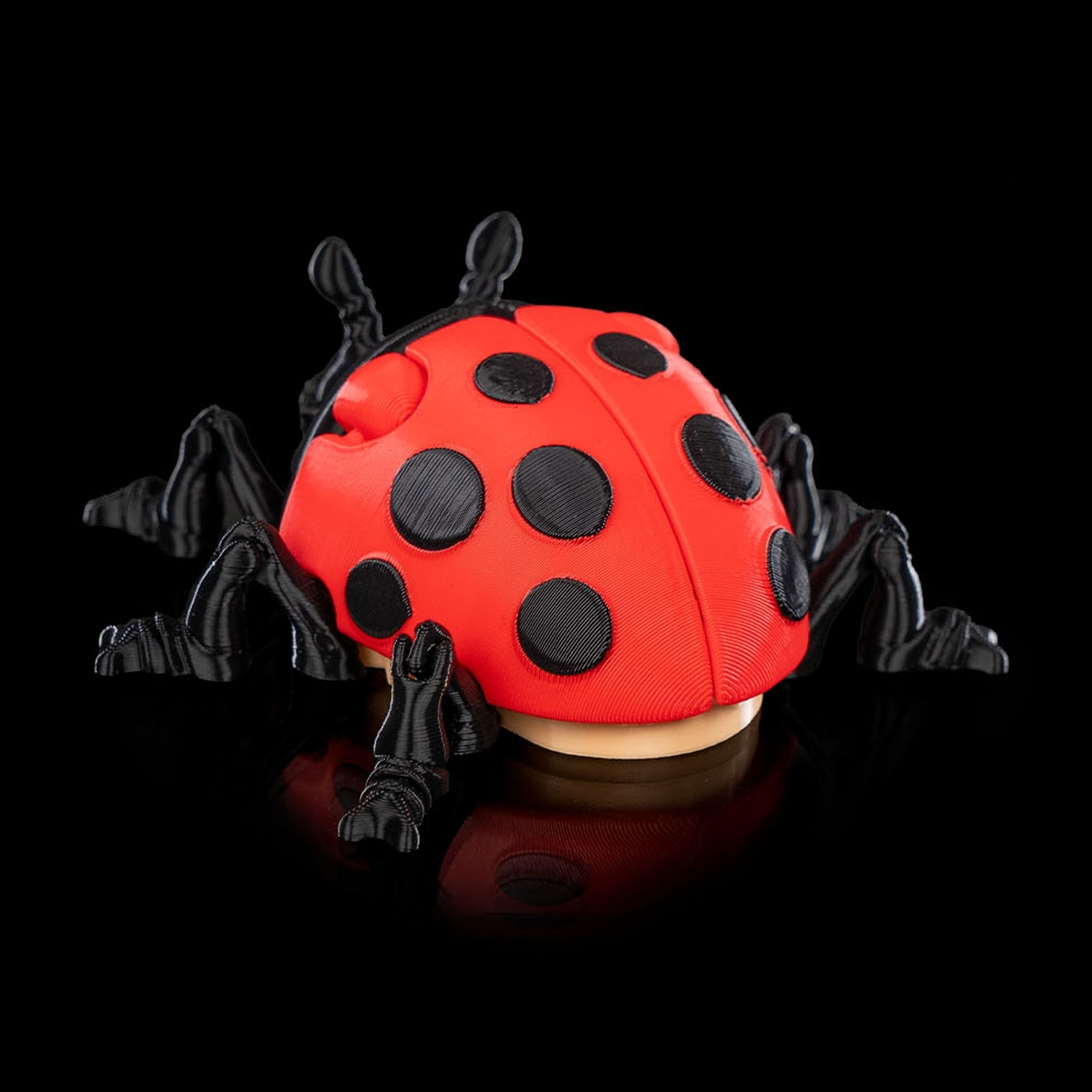 Lilly Ladybug