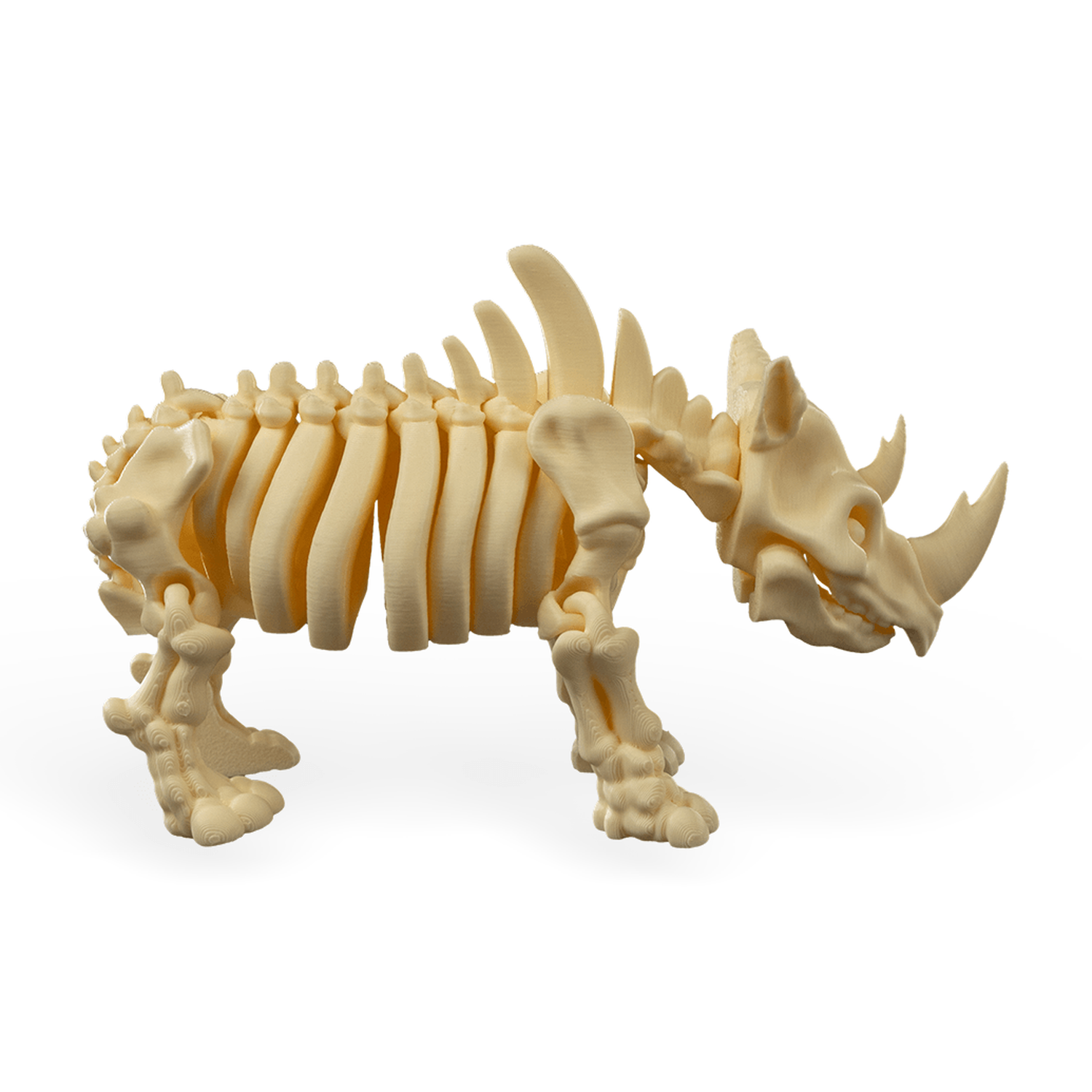 Skeleton Rhino