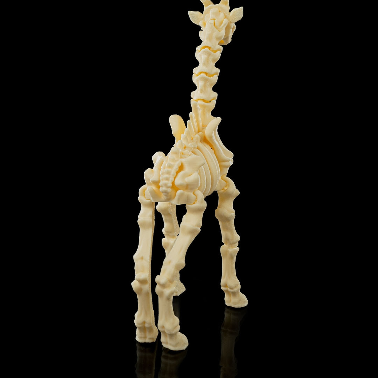 Skeleton Giraffe