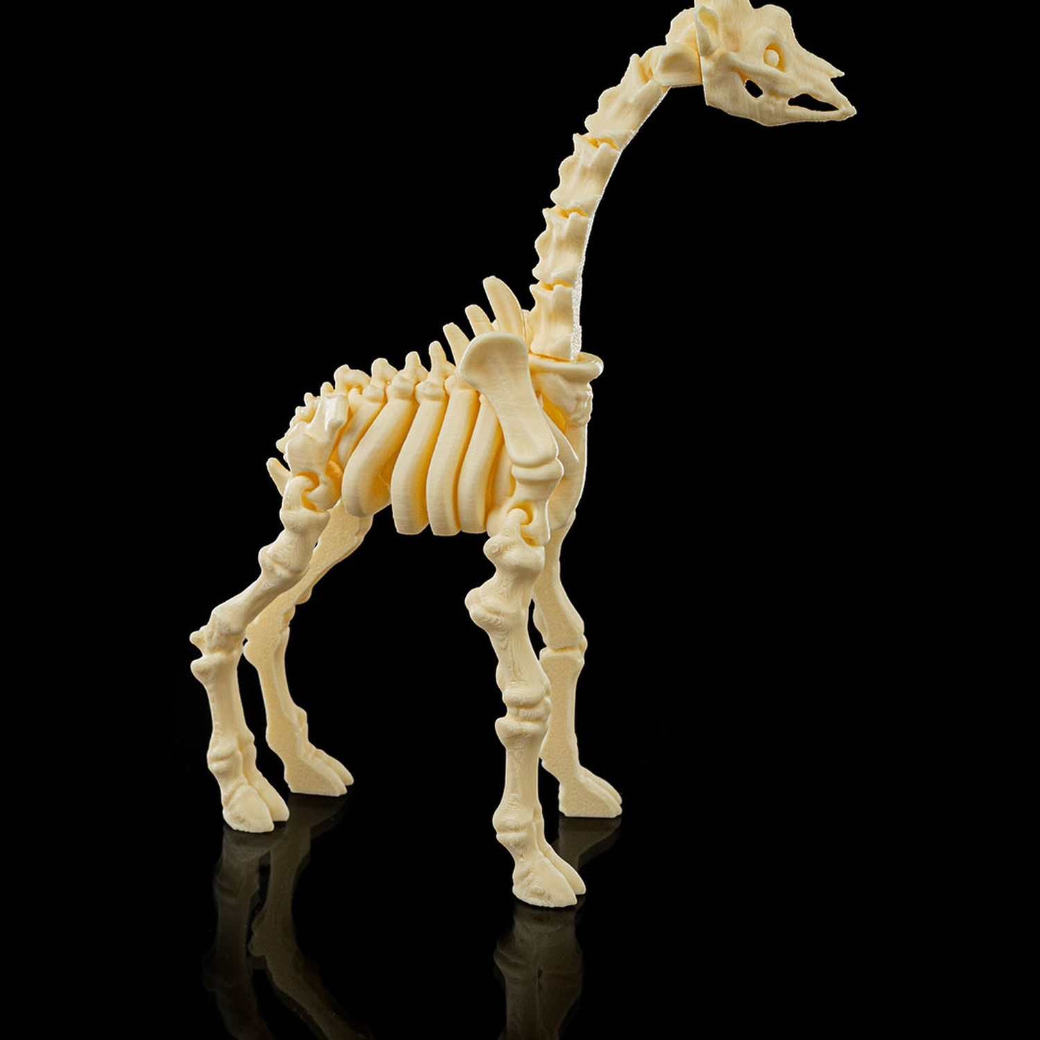 Skeleton Giraffe