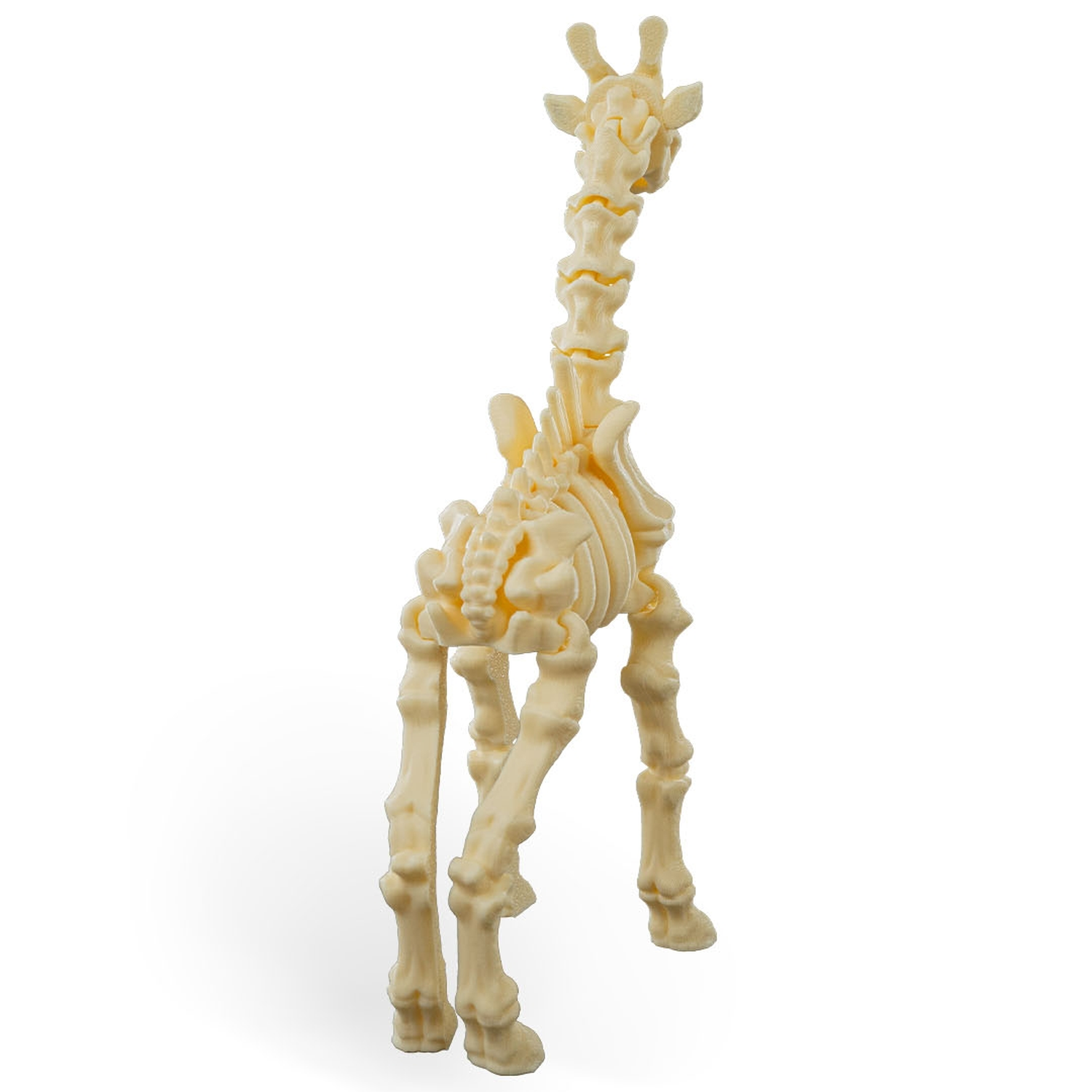 Skeleton Giraffe