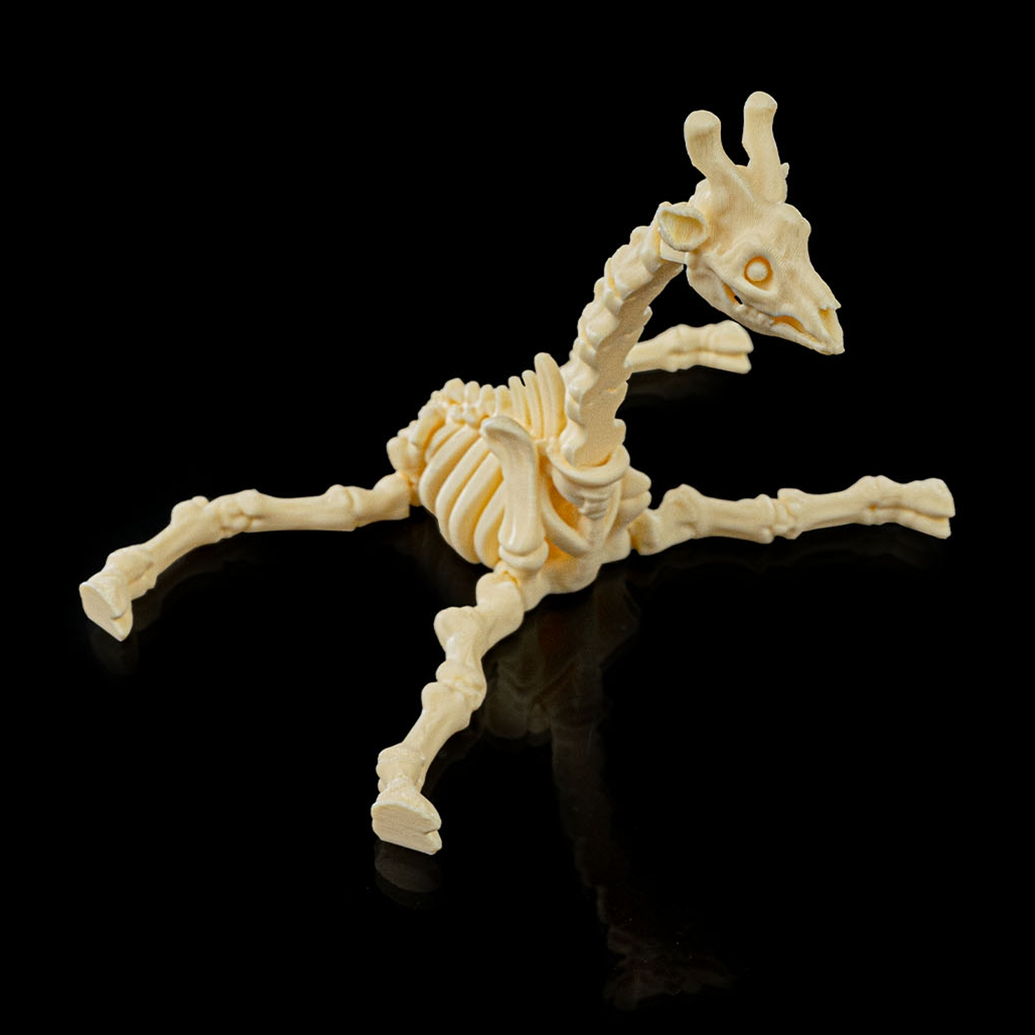 Skeleton Giraffe