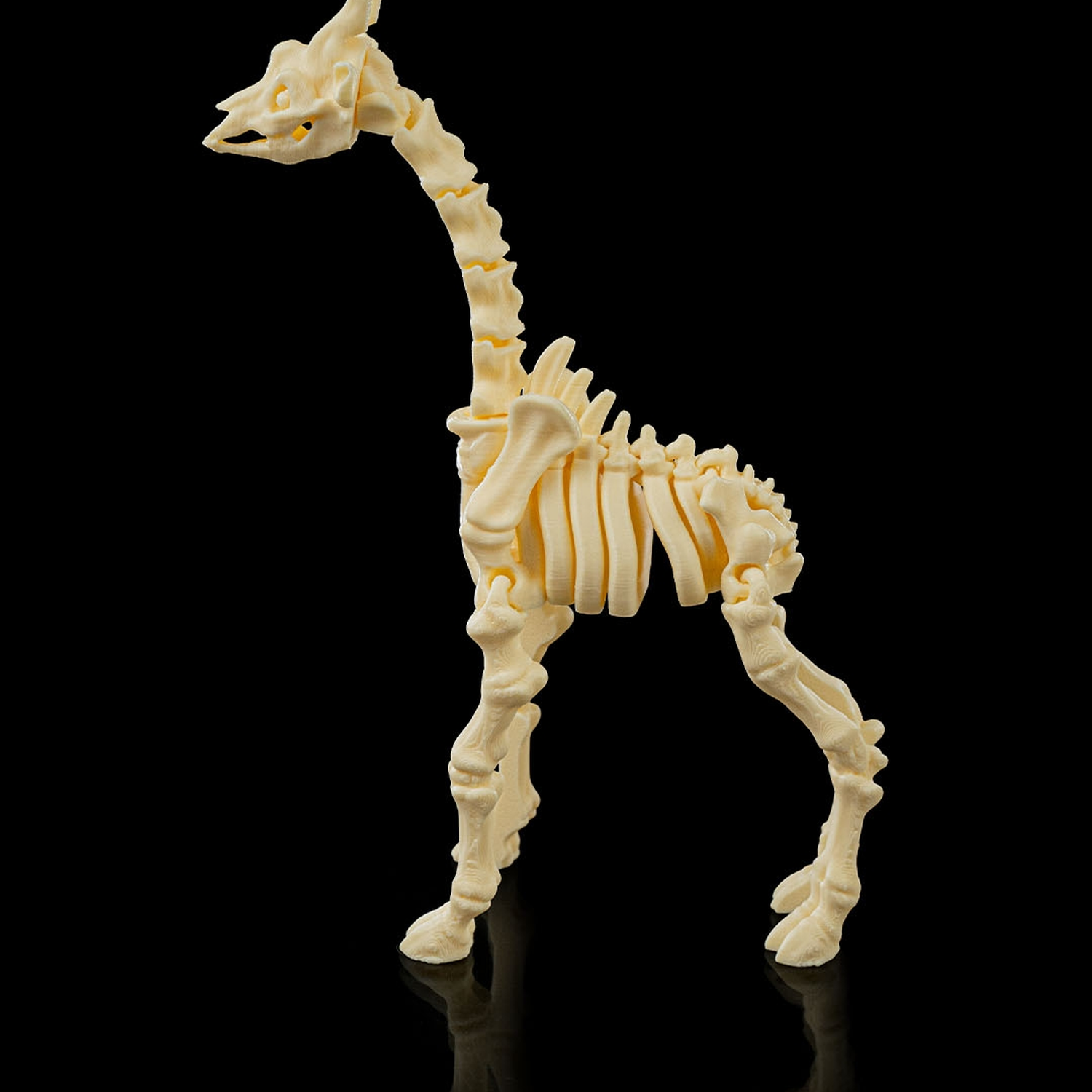 Skeleton Giraffe