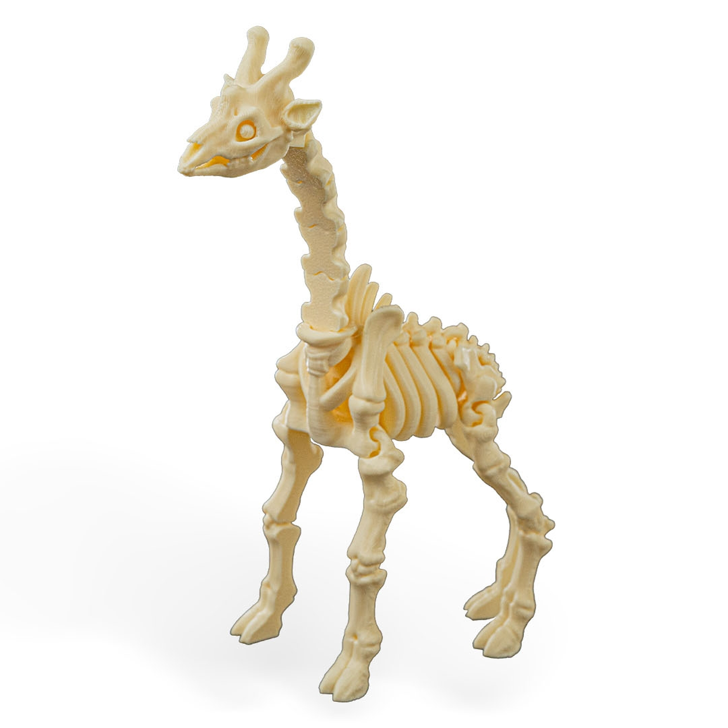 Skeleton Giraffe