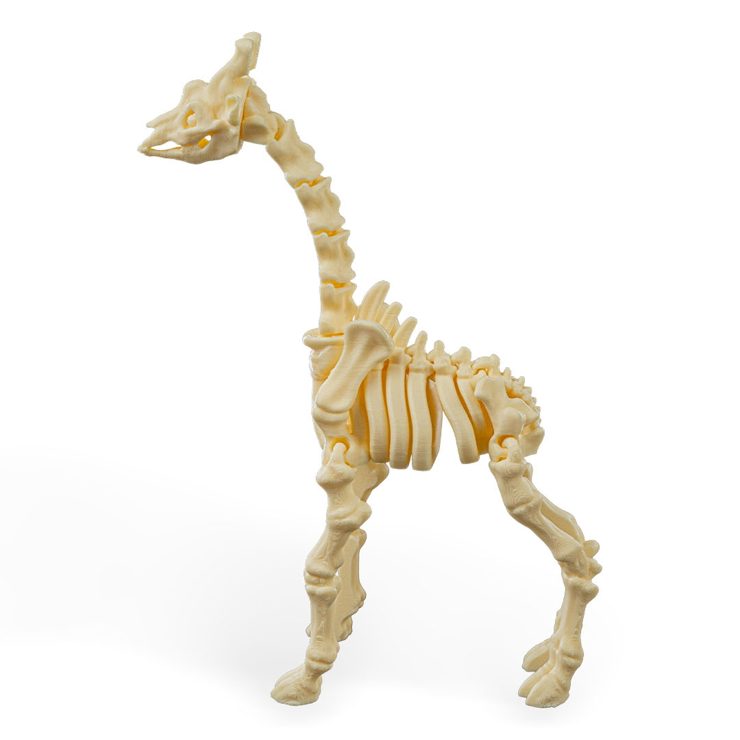 Skeleton Giraffe