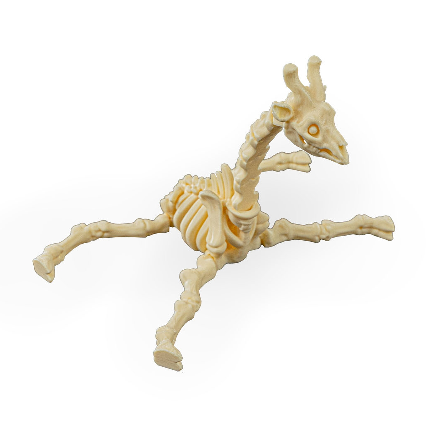 Skeleton Giraffe