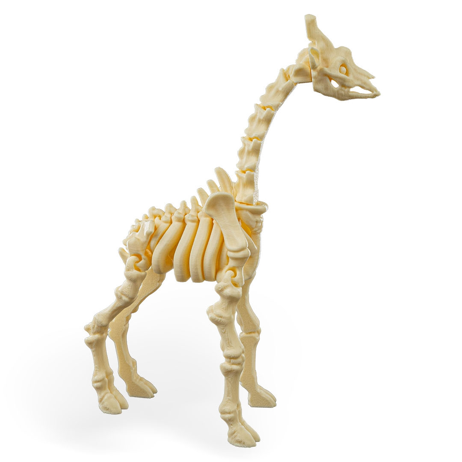 Skeleton Giraffe