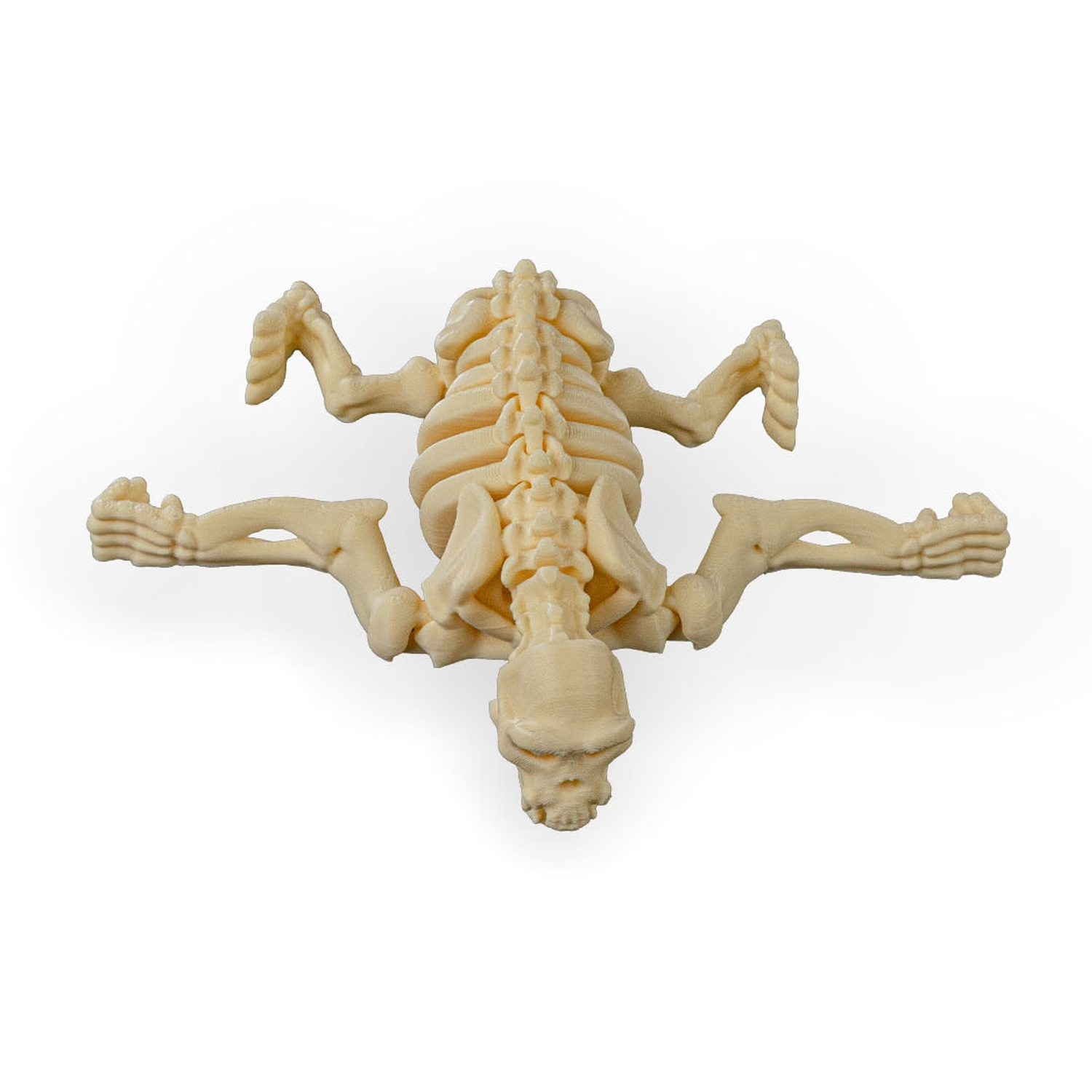 Skeleton Chimp