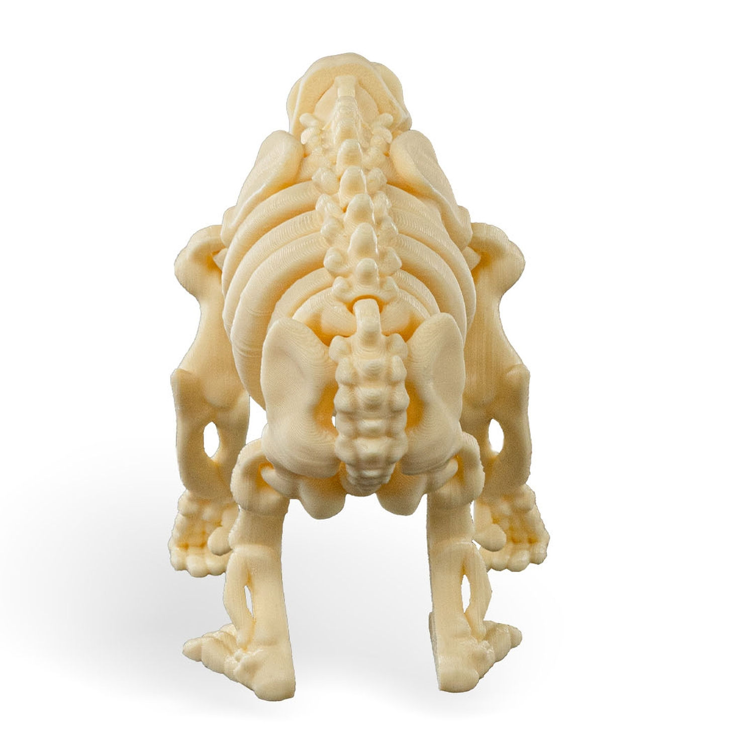 Skeleton Chimp