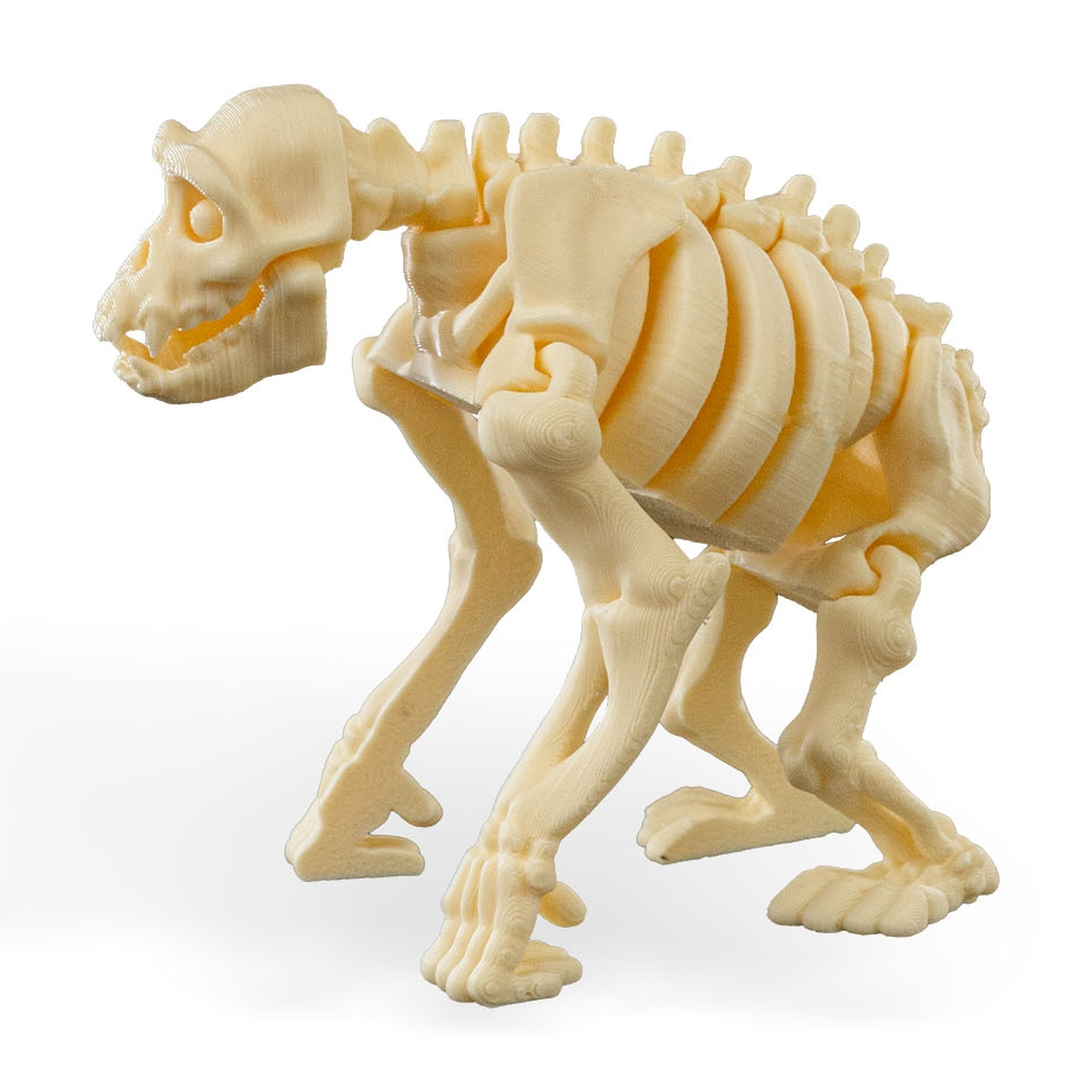 Skeleton Chimp