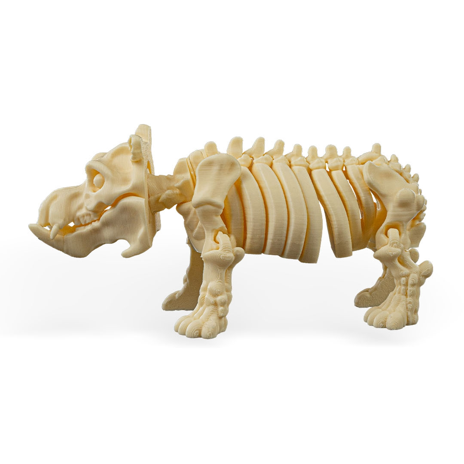 Skeleton Hippo