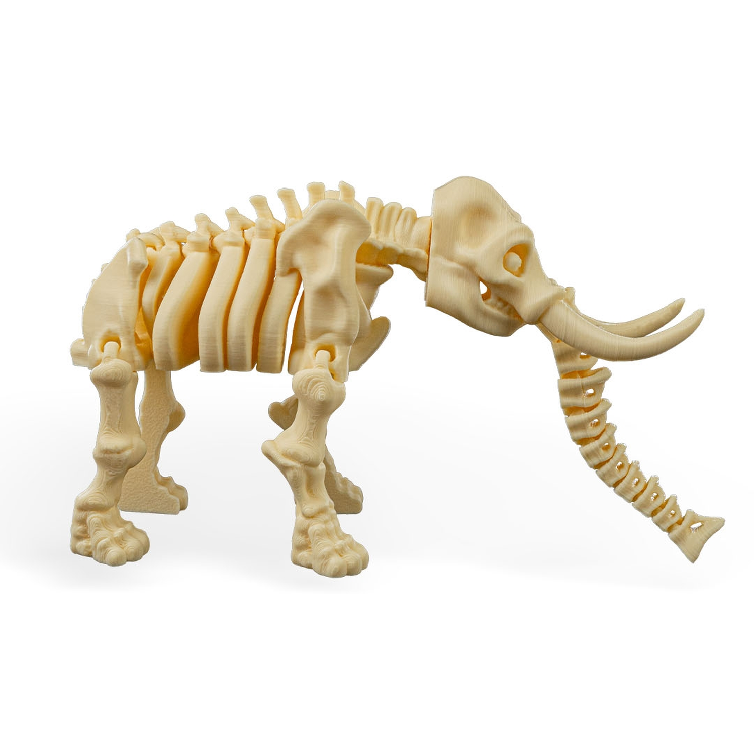 Skeleton Elephant