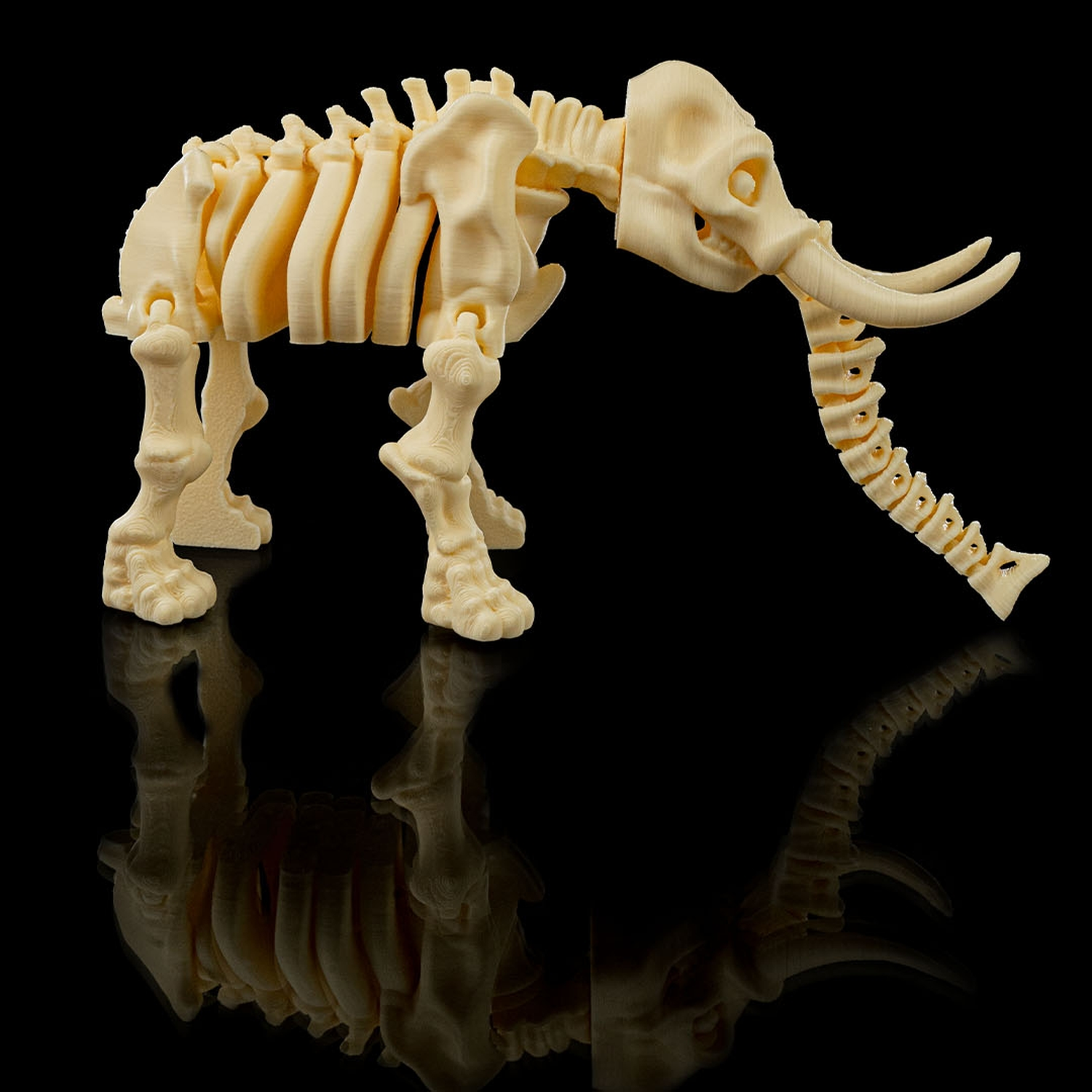 Skeleton Elephant