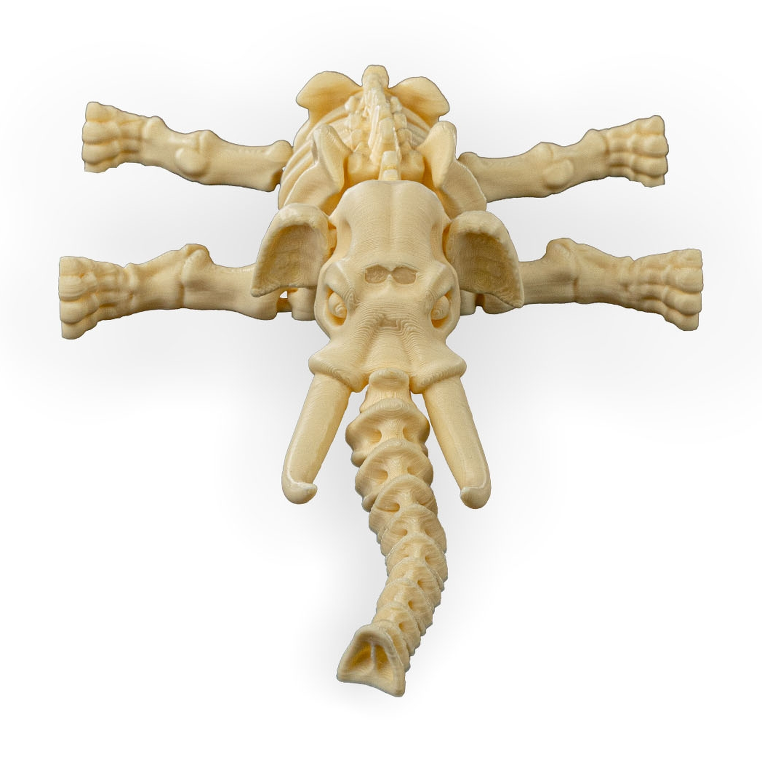 Skeleton Elephant