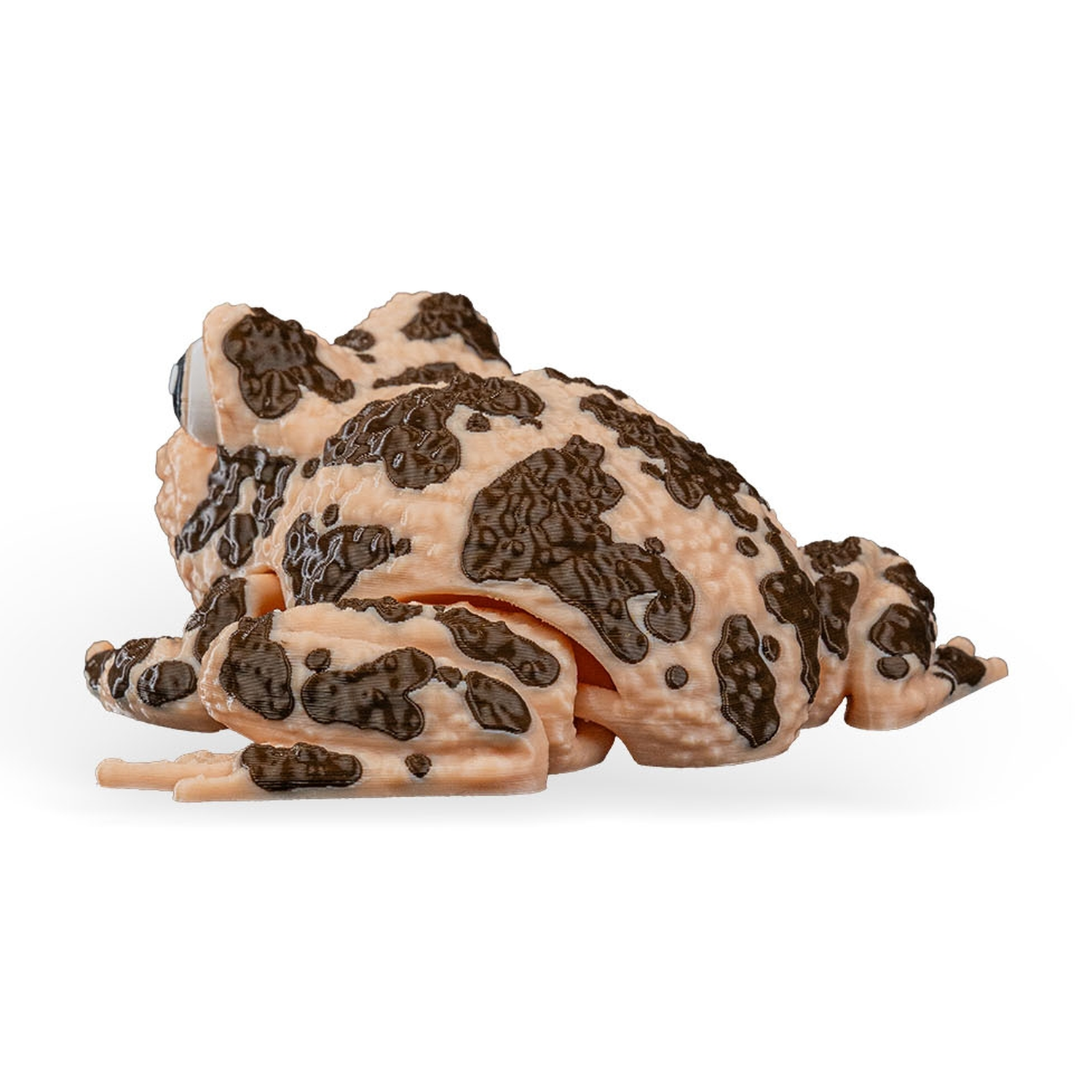 Grace, the American Ground Frog
