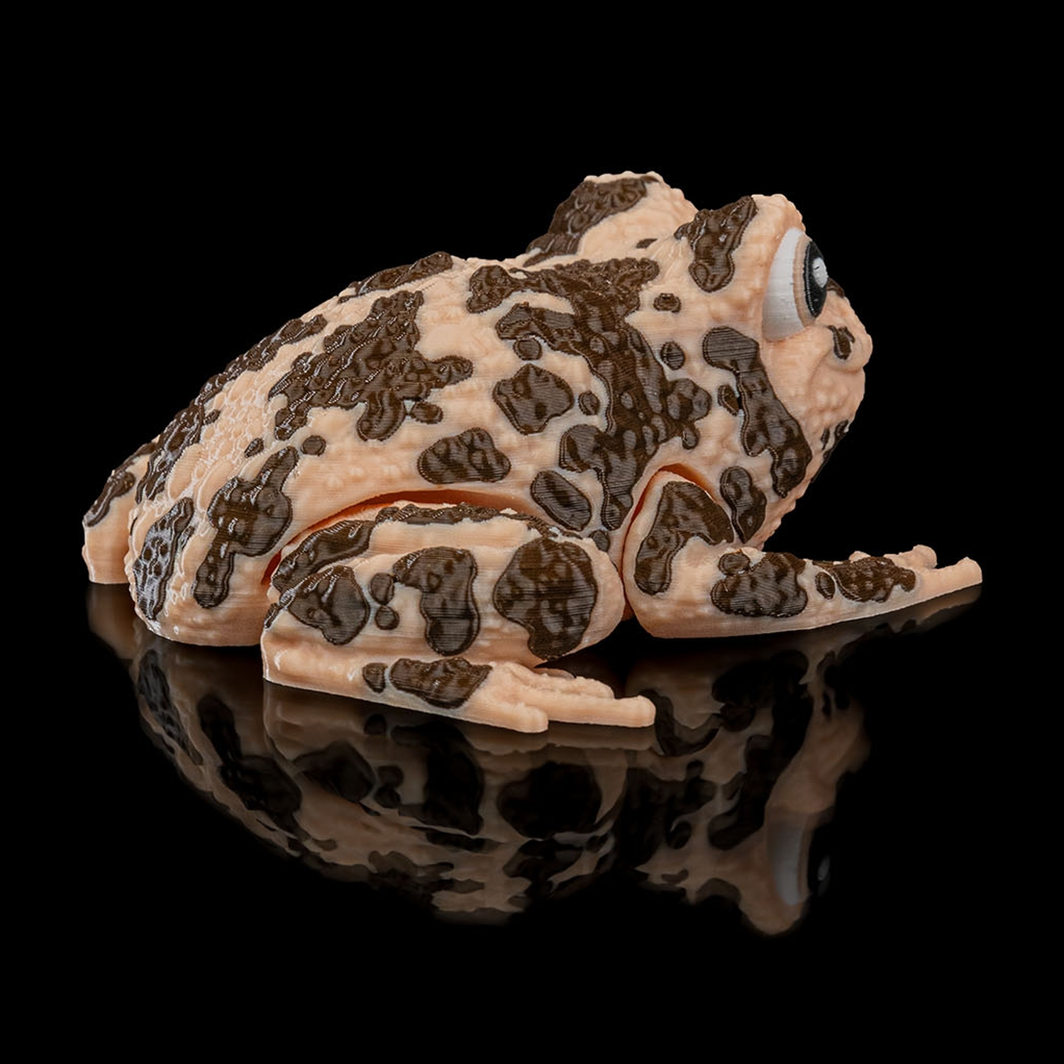 Grace, the American Ground Frog
