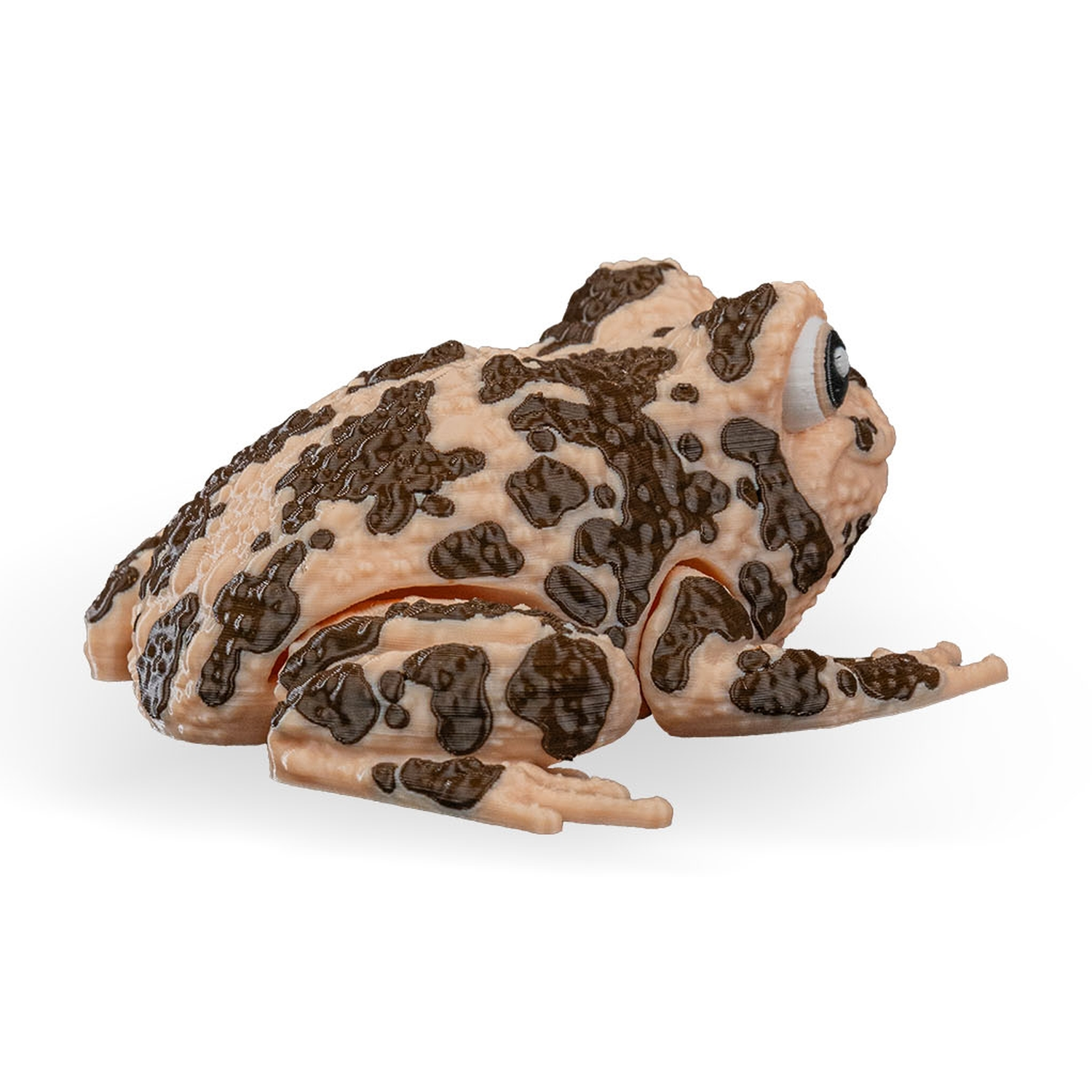 Grace, the American Ground Frog