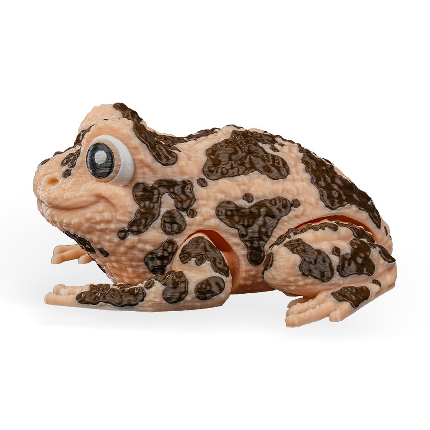 Grace, the American Ground Frog