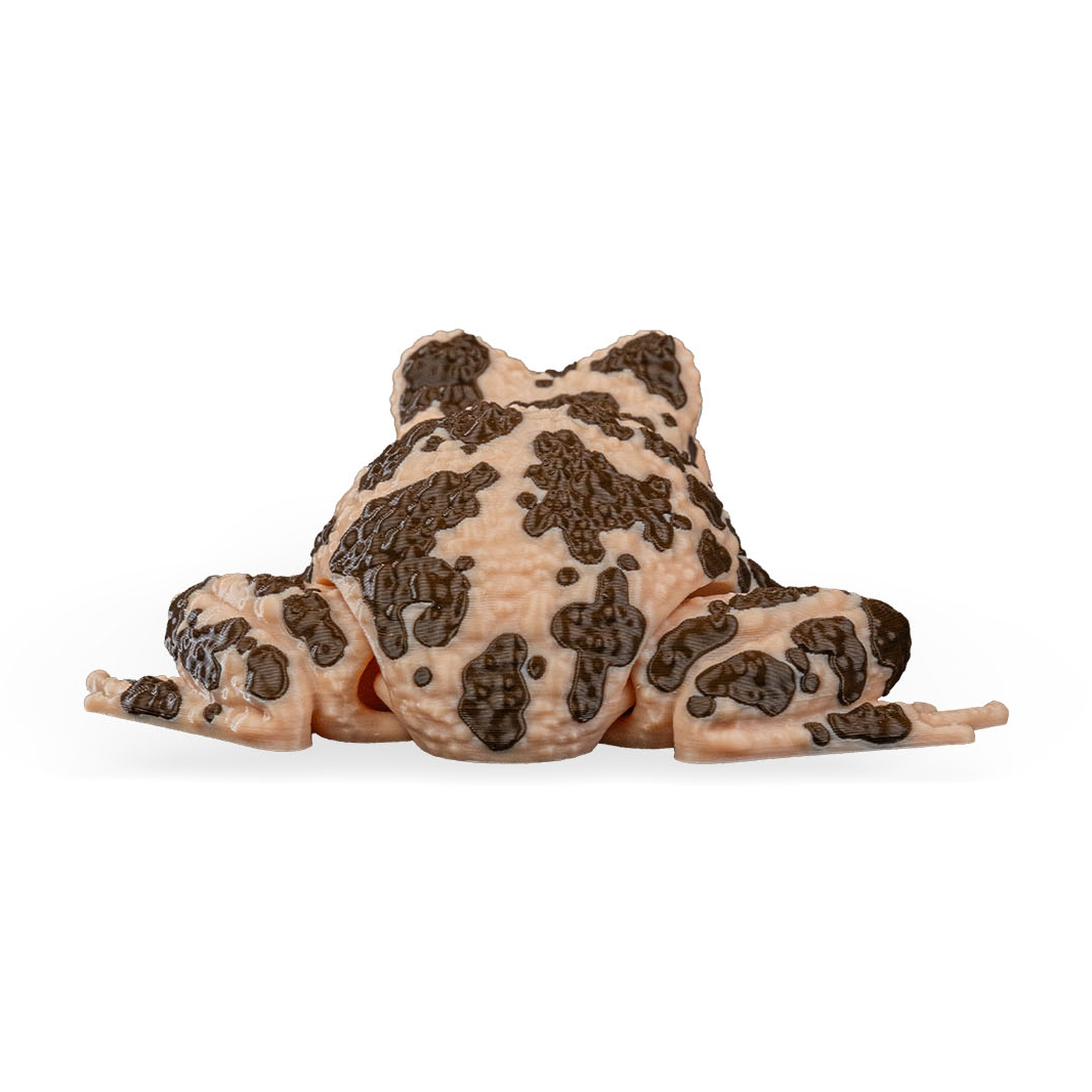 Grace, the American Ground Frog