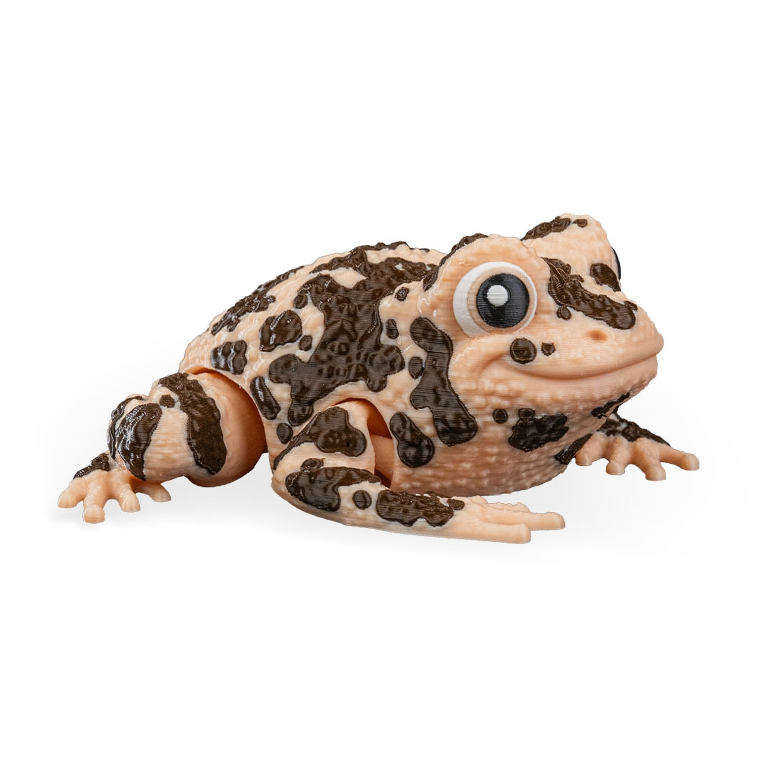 Grace, the American Ground Frog
