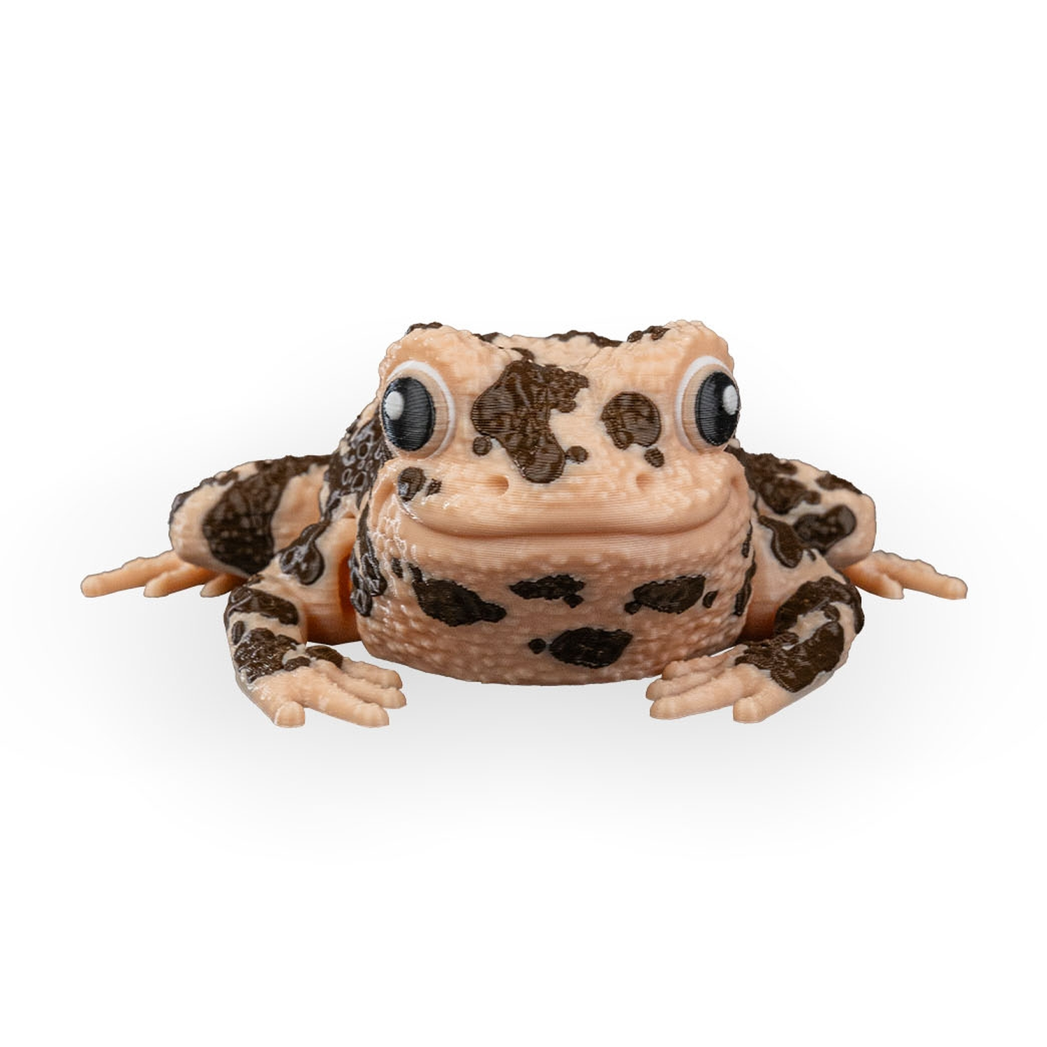 Grace, the American Ground Frog