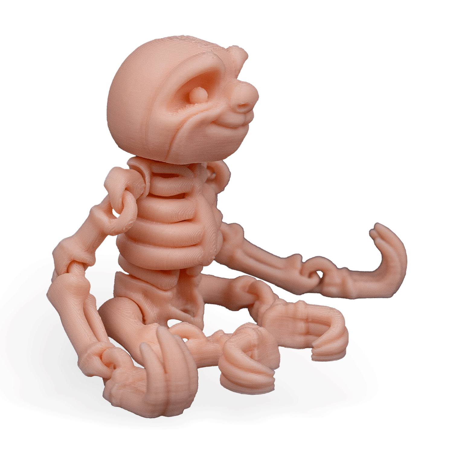 Skeleton Sloth